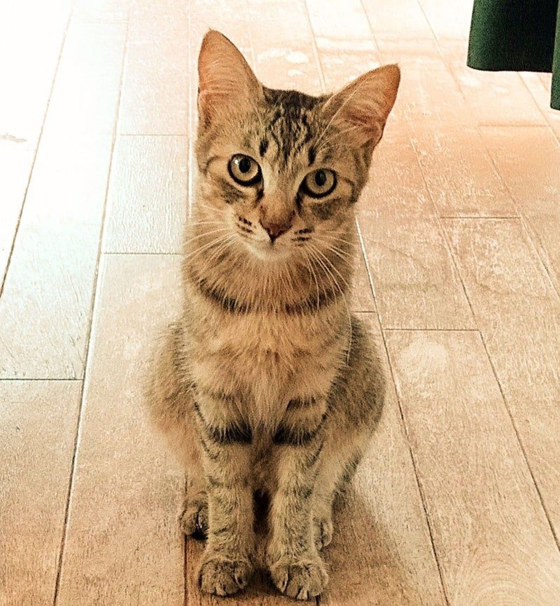 雑種（ミックス猫）・メスの里親募集の写真