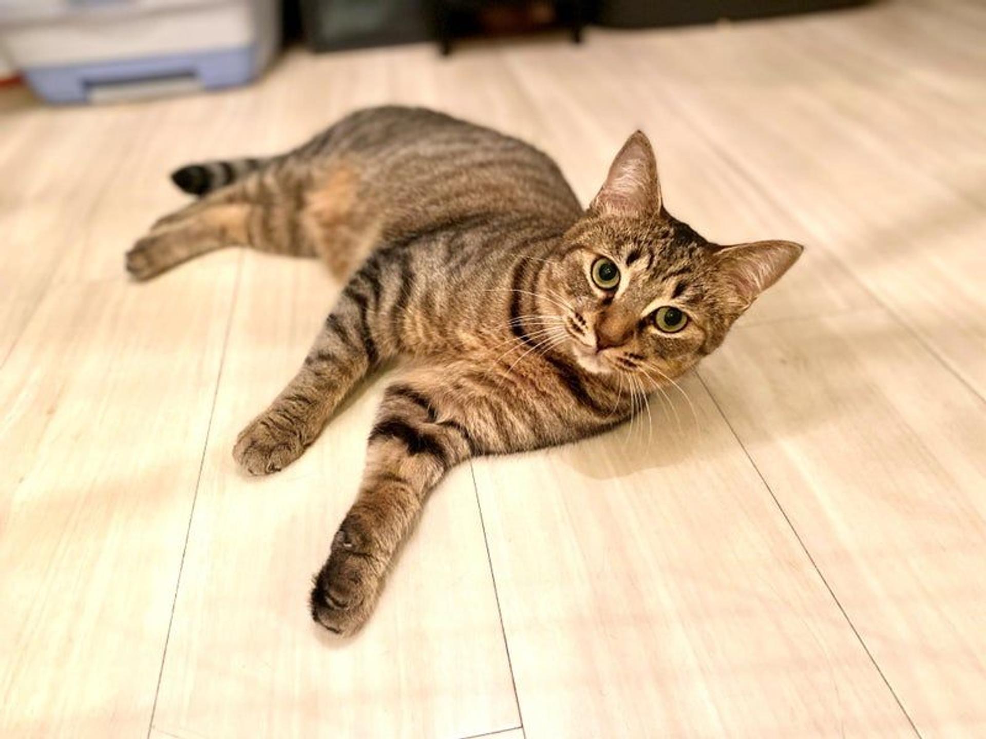 pet-image-2