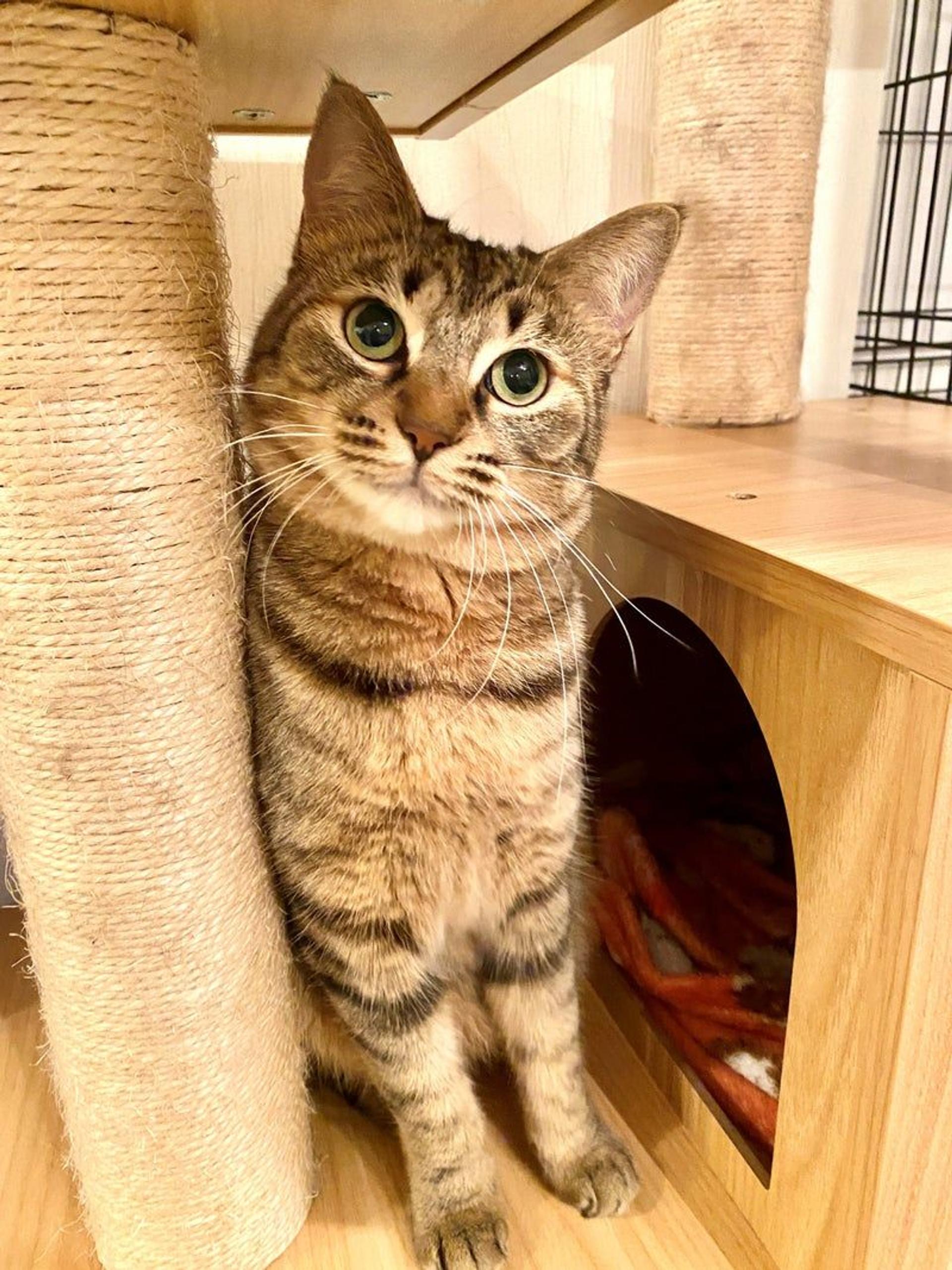 pet-image-3