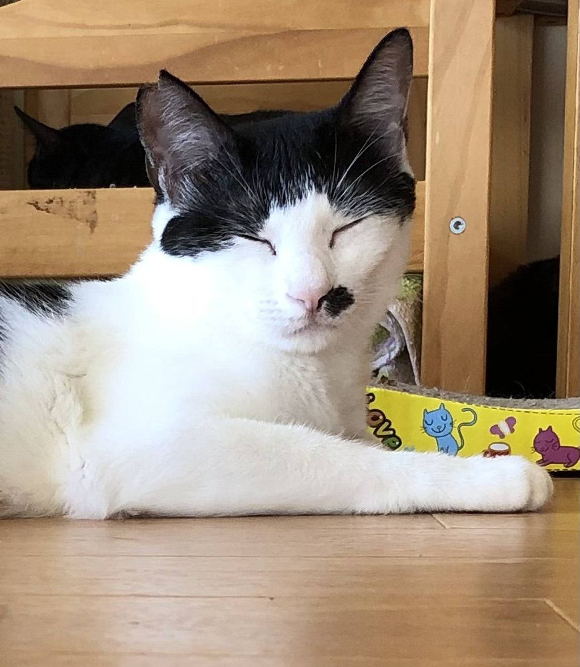 雑種（ミックス猫）・メスの里親募集の写真