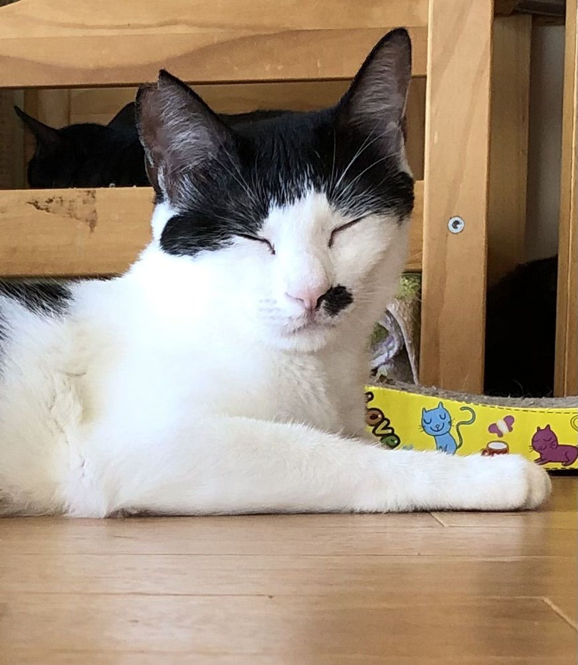 雑種（ミックス猫）・メスの里親募集の写真