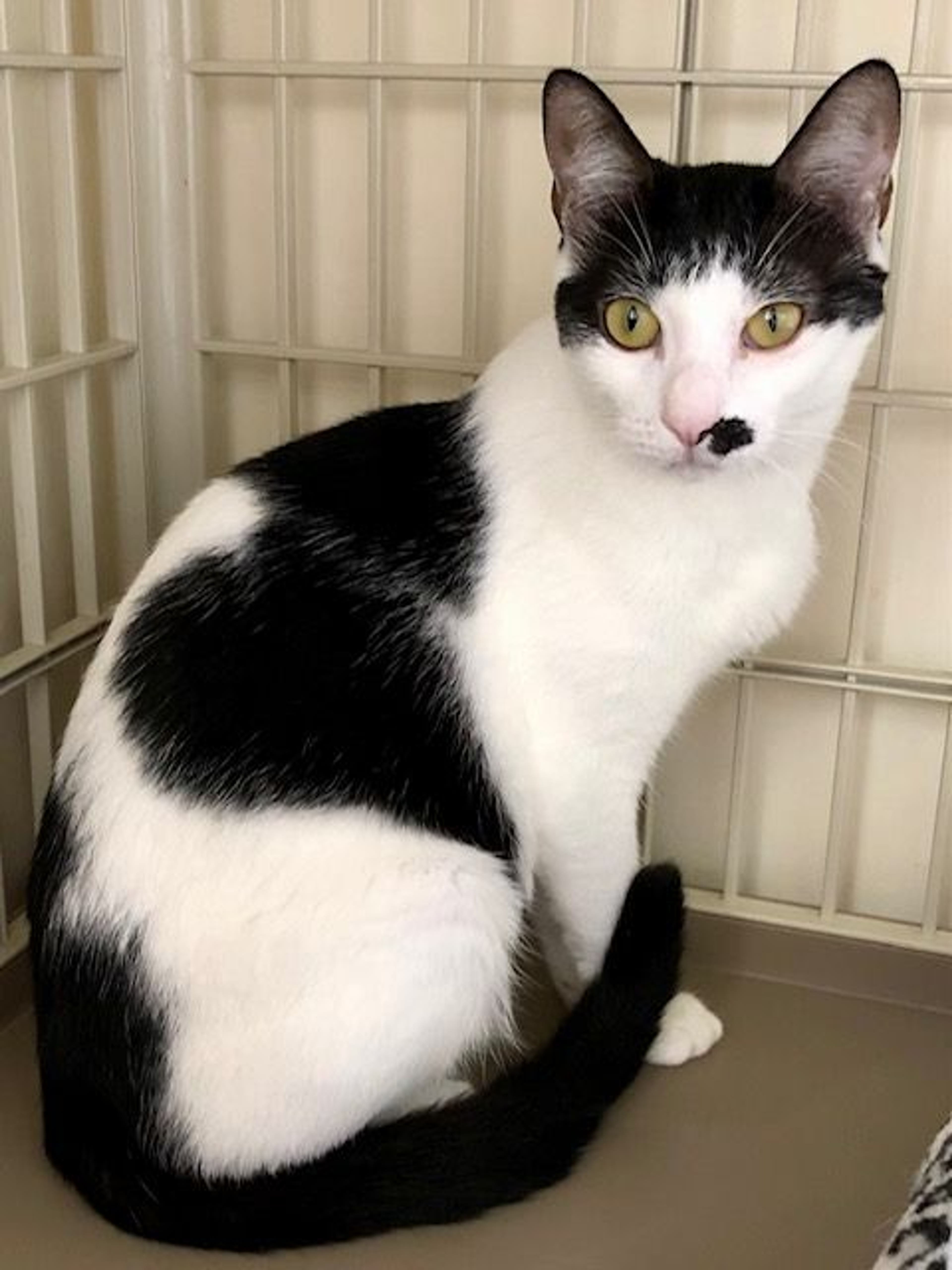 pet-image-3