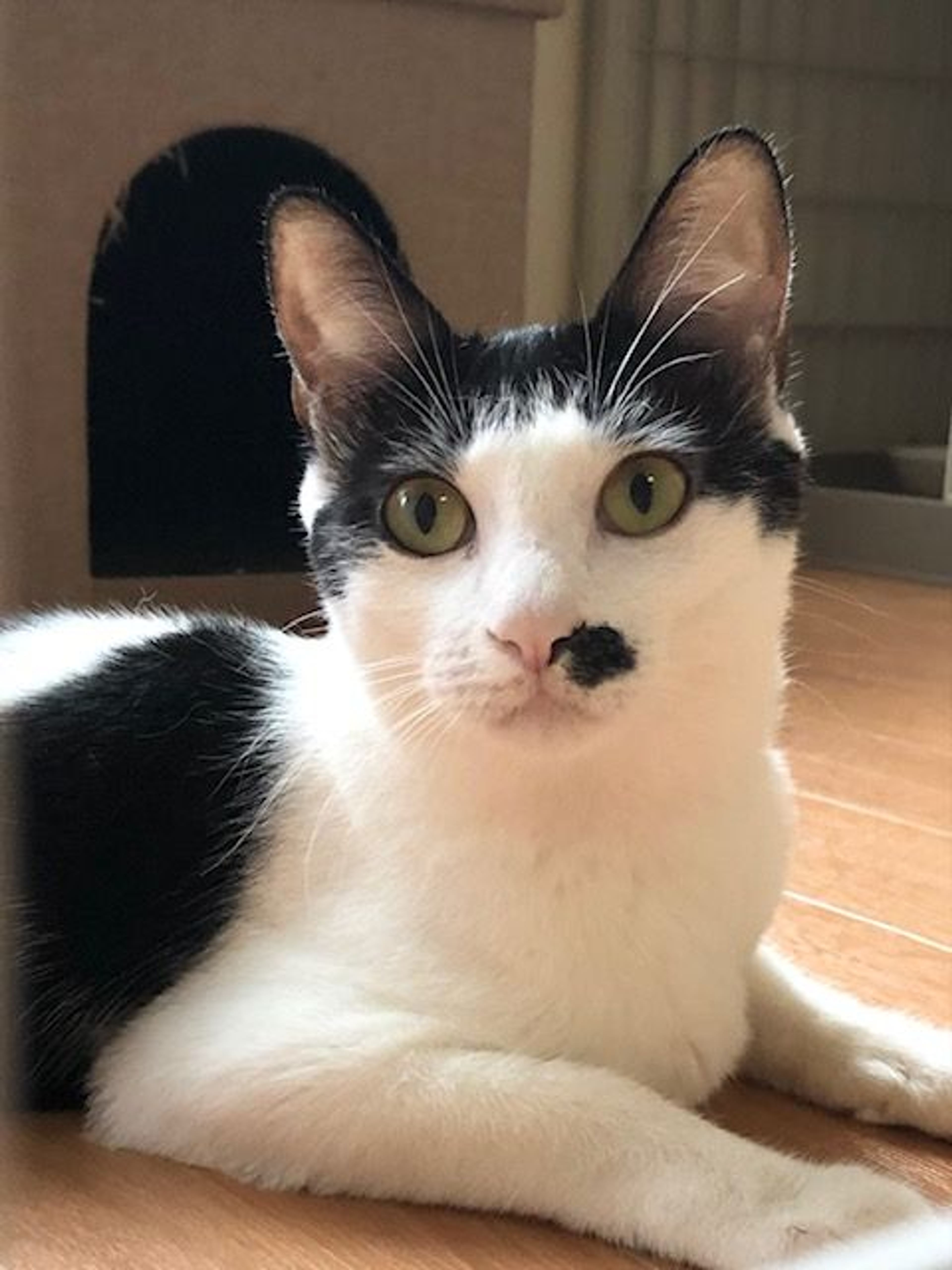 pet-image-5