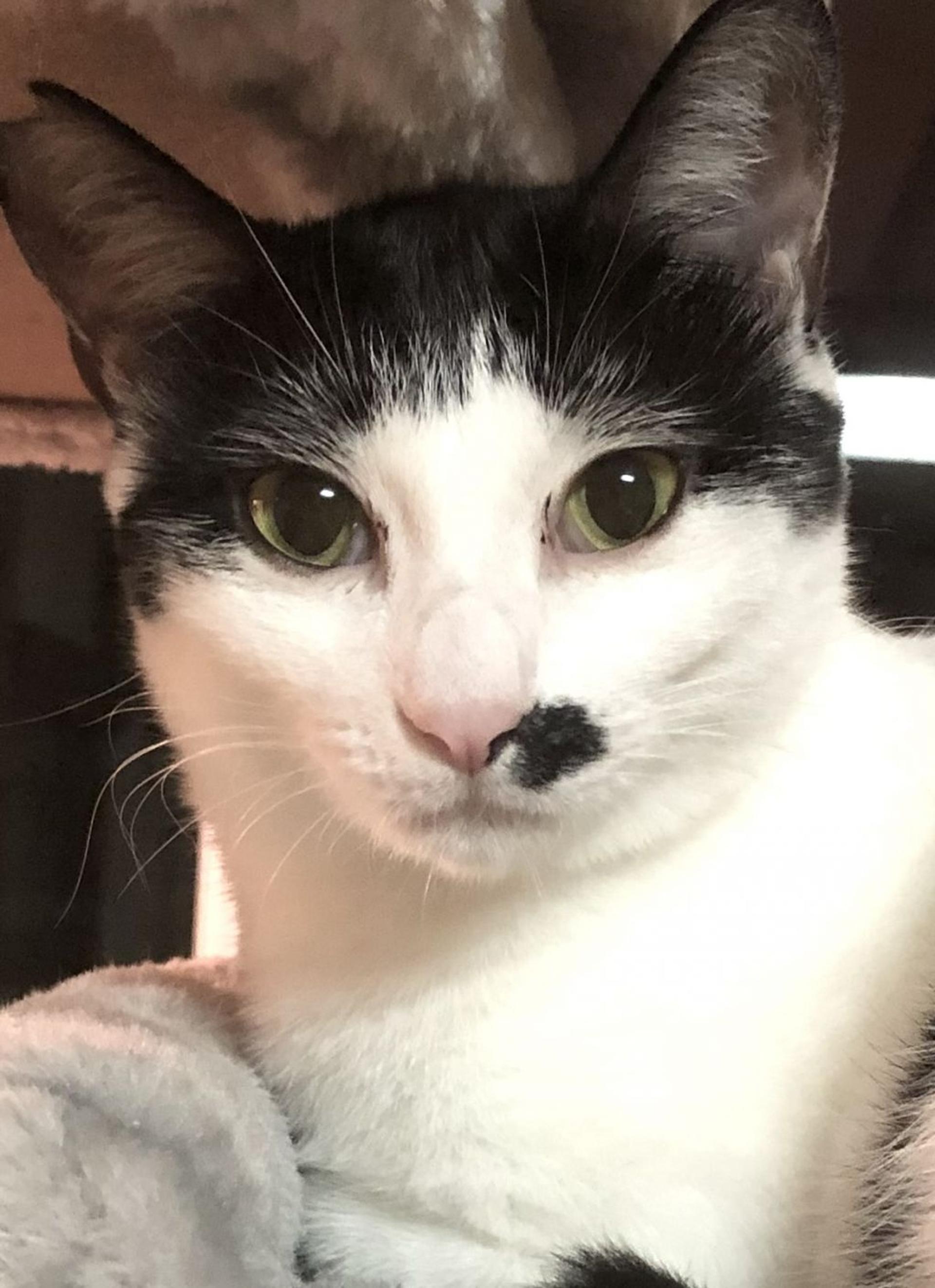 pet-image-2
