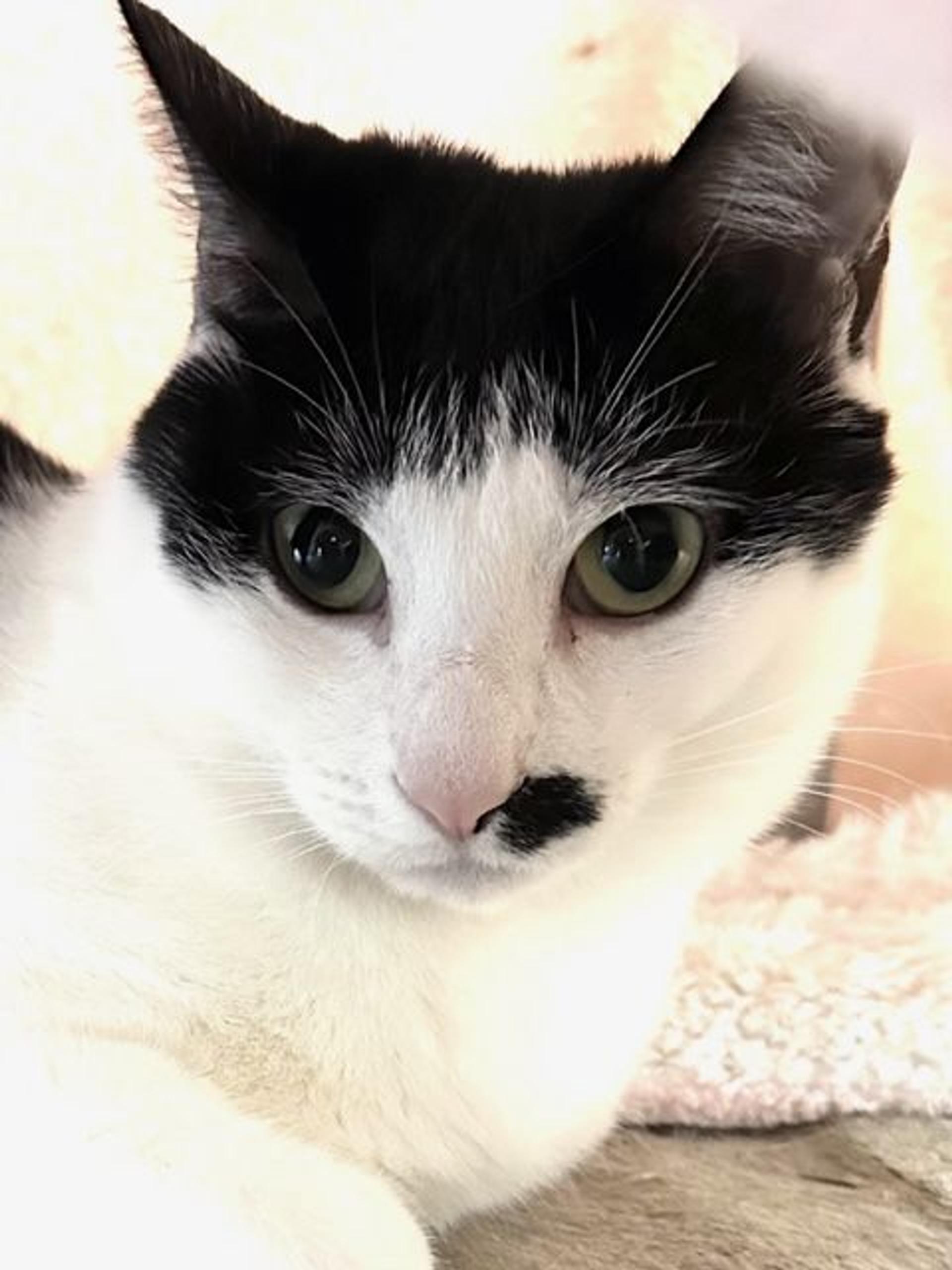 pet-image-6
