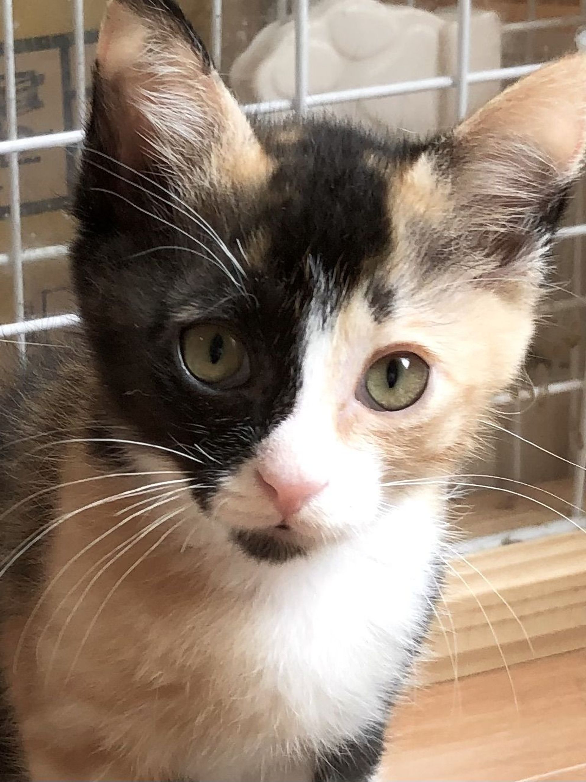 雑種（ミックス猫）・メスの里親募集の写真