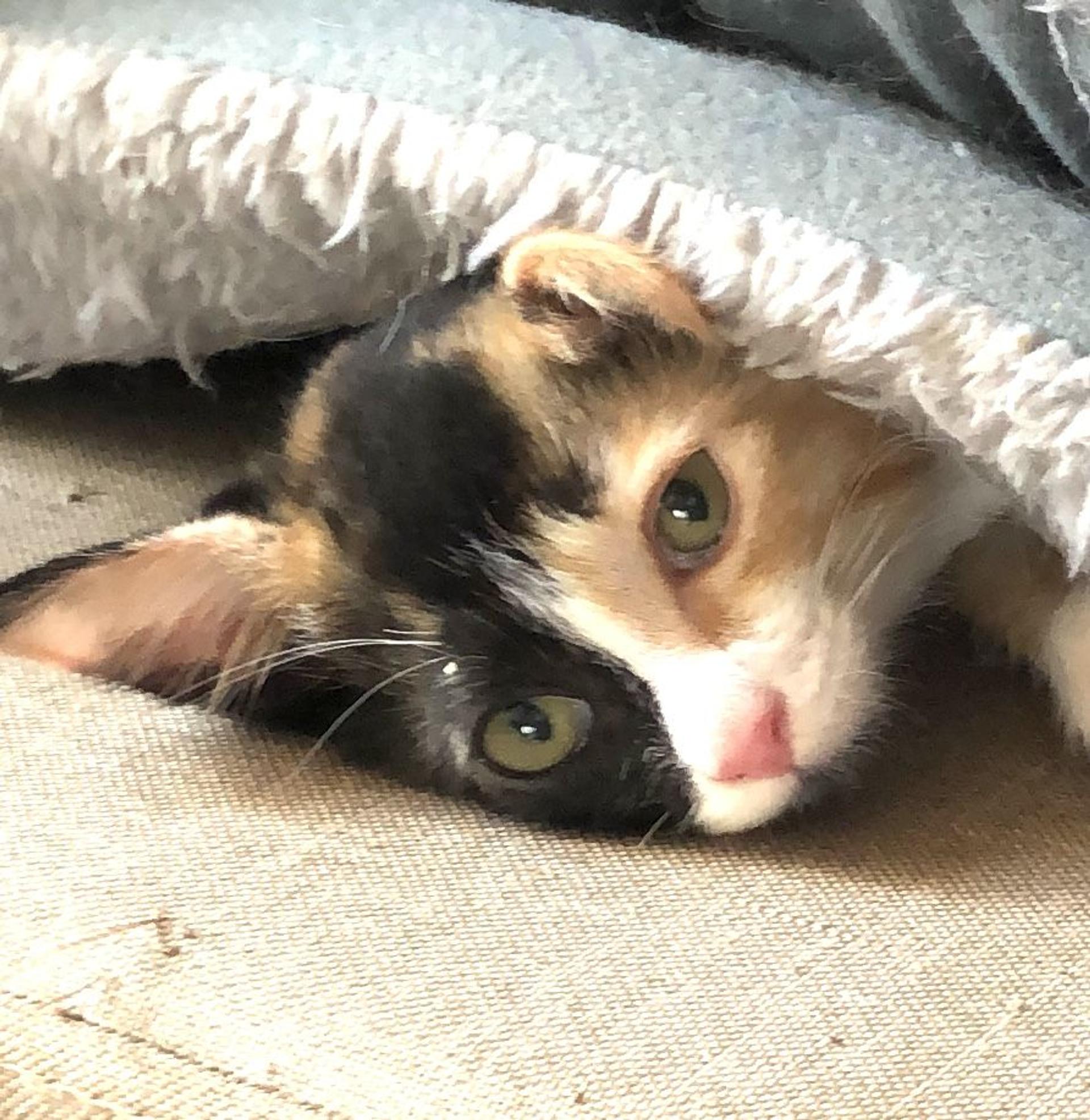 pet-image-2