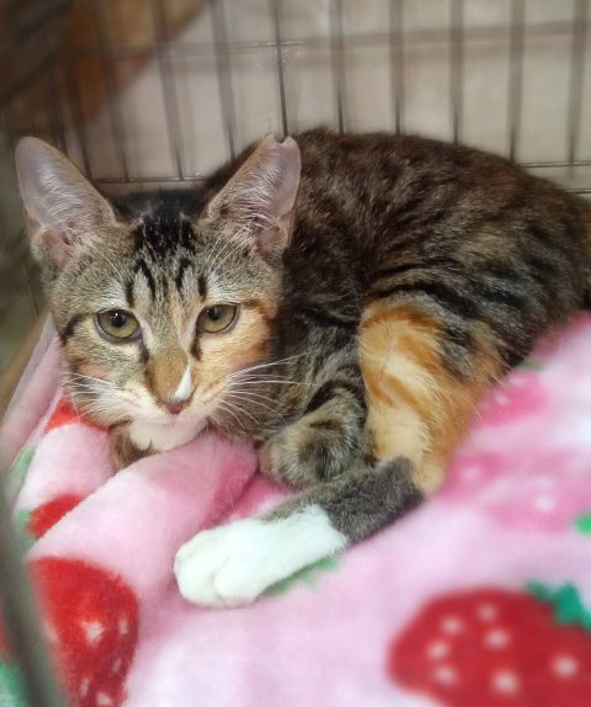 雑種（ミックス猫）・メスの里親募集の写真