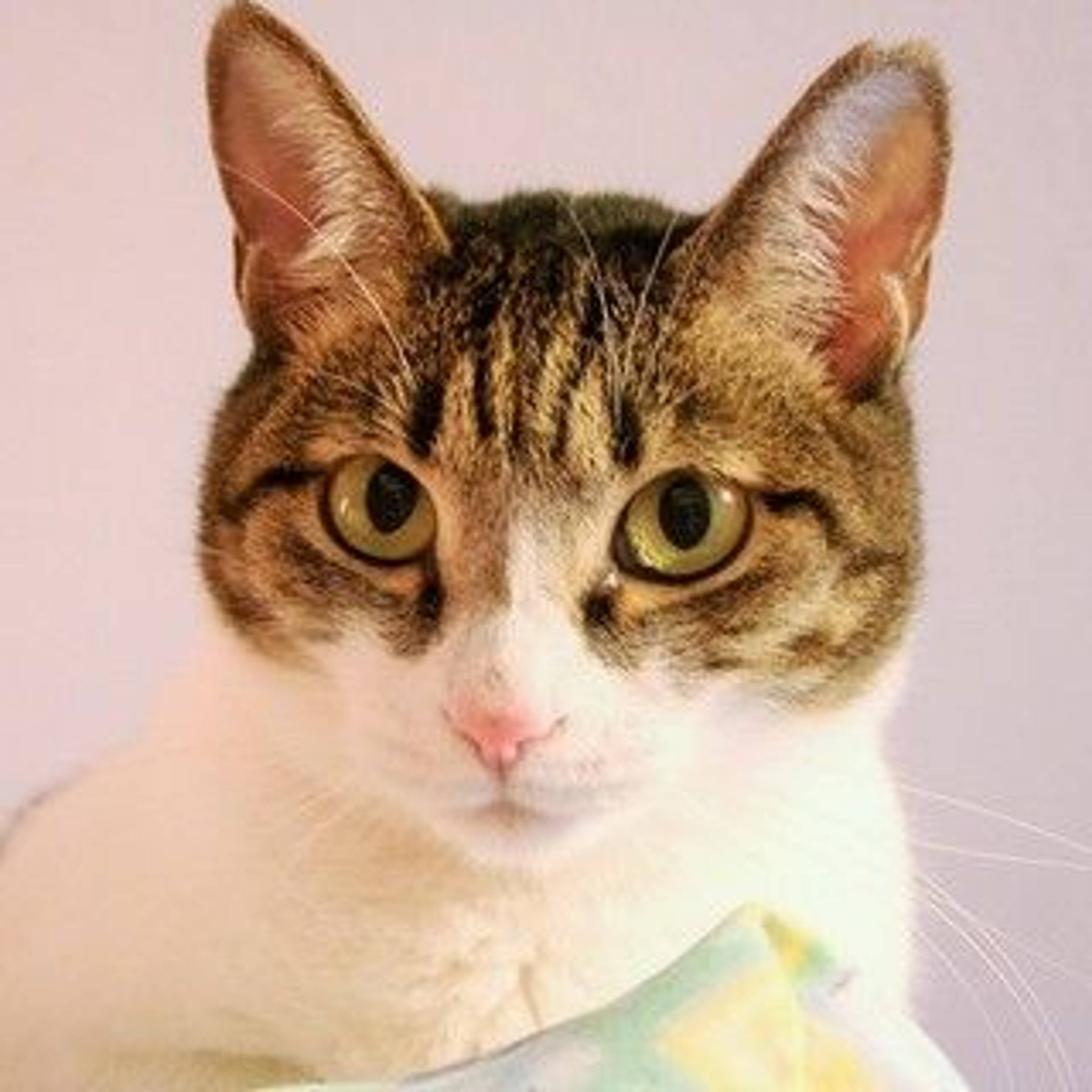 雑種（ミックス猫）・メスの里親募集の写真