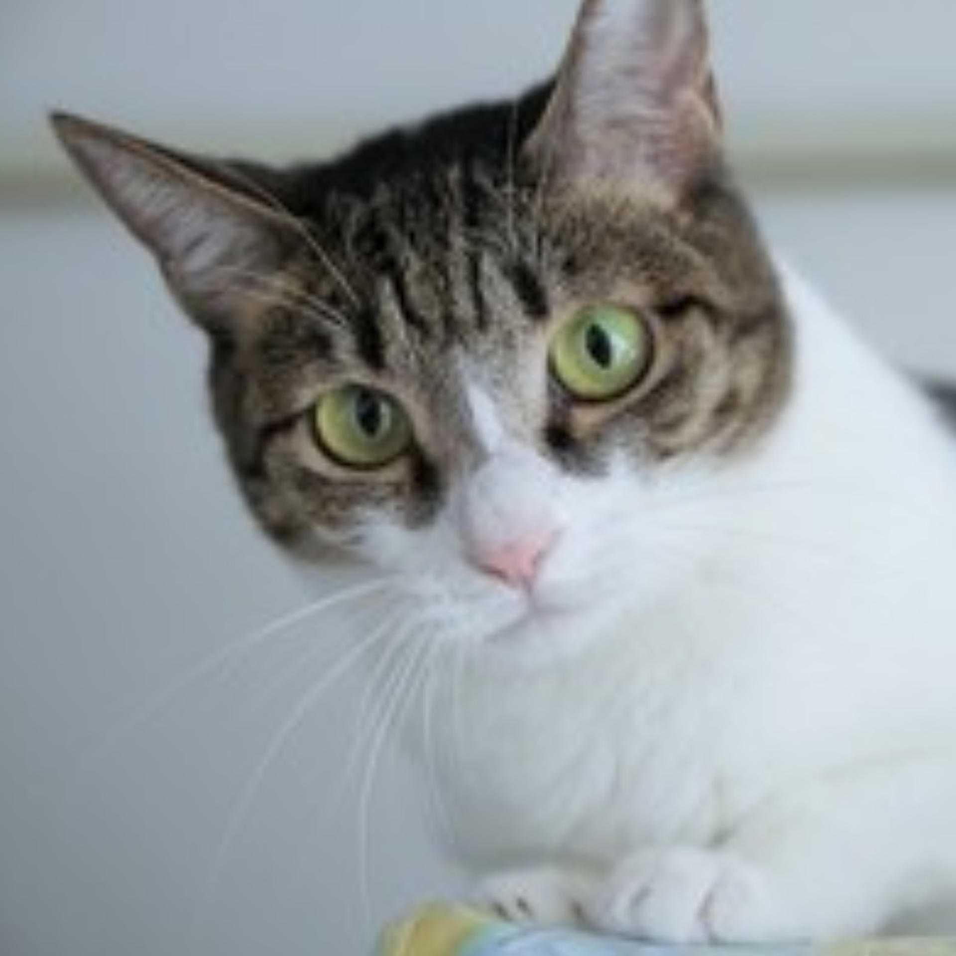 pet-image-2