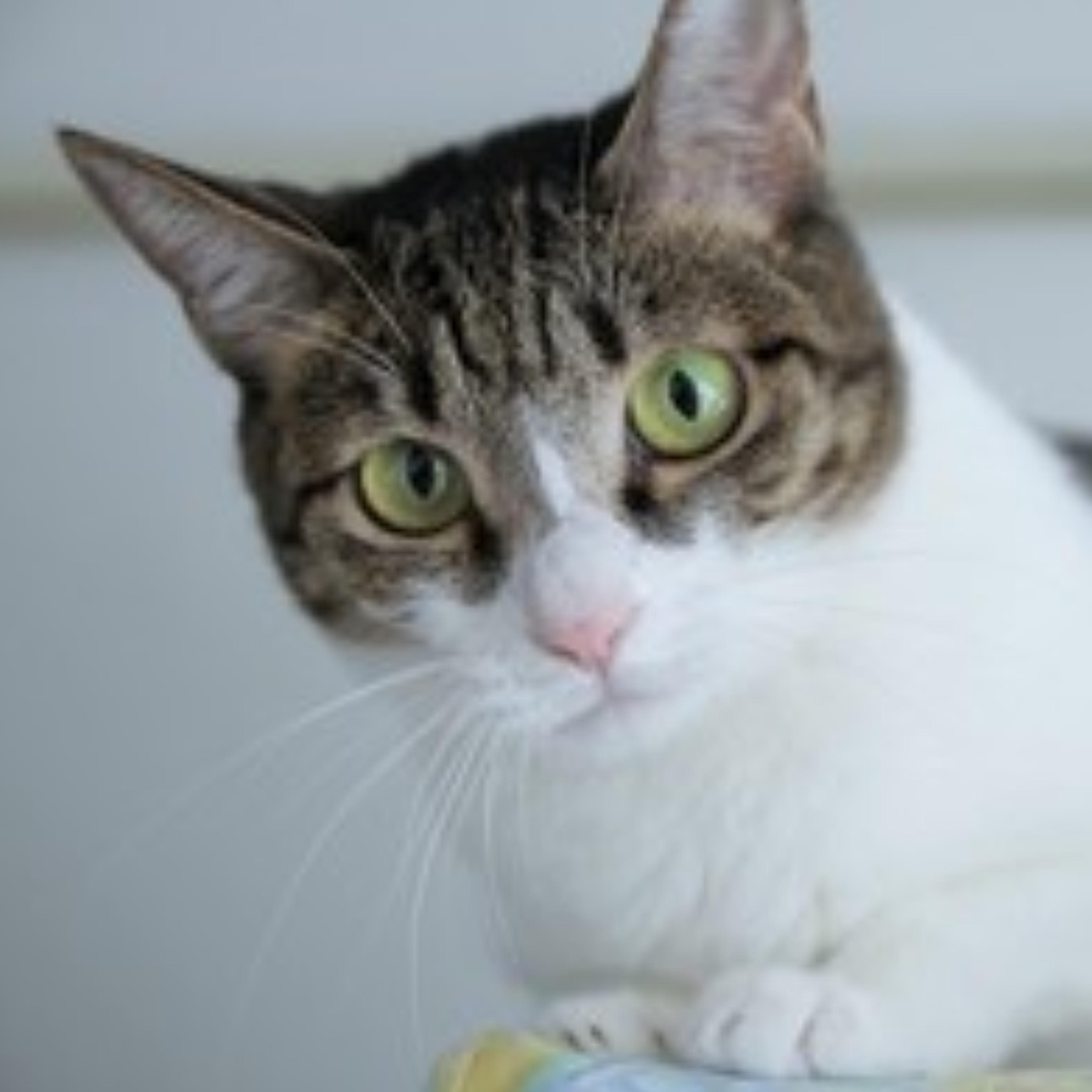 pet-image-2
