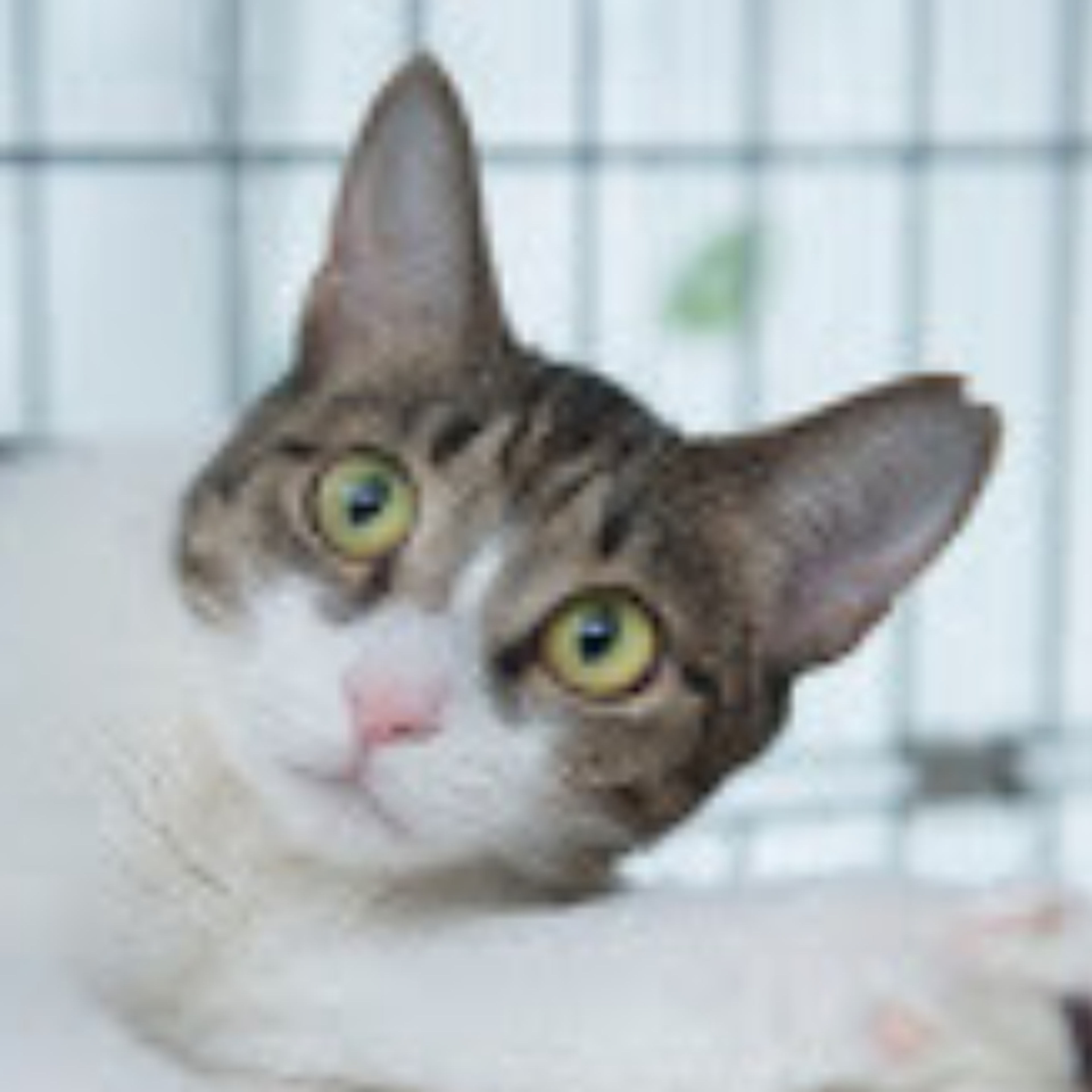 pet-image-3