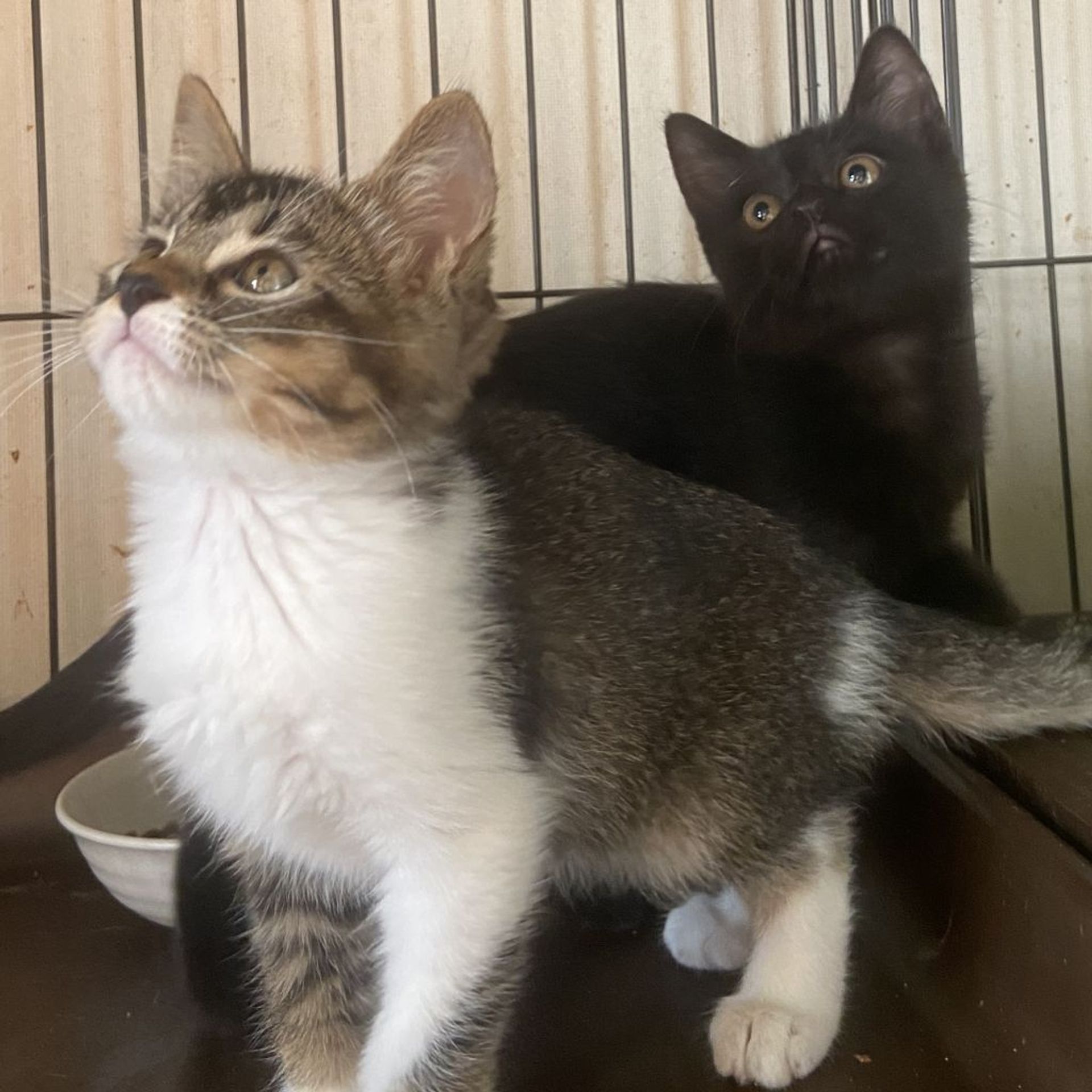 雑種（ミックス猫）・メスの里親募集の写真
