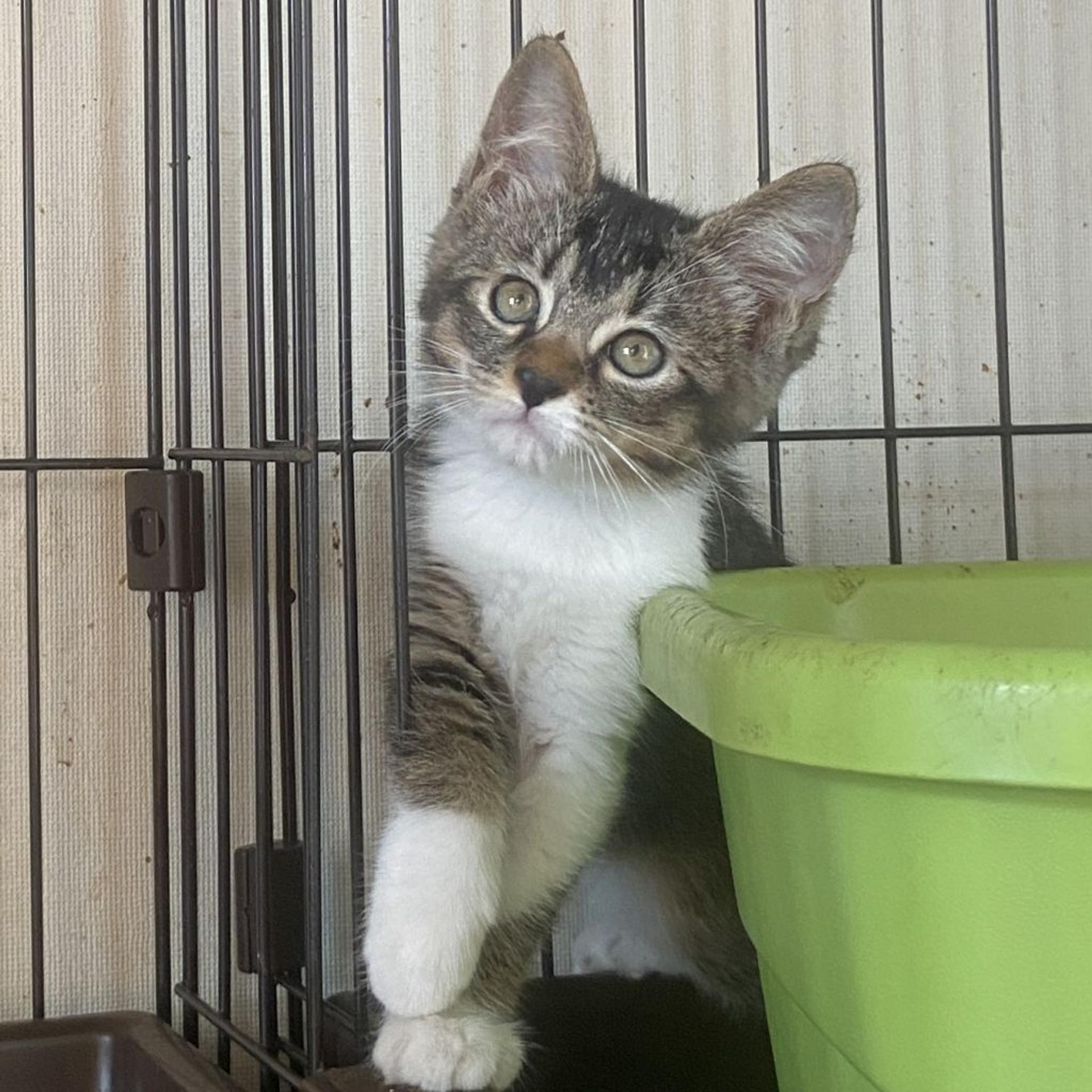 pet-image-3