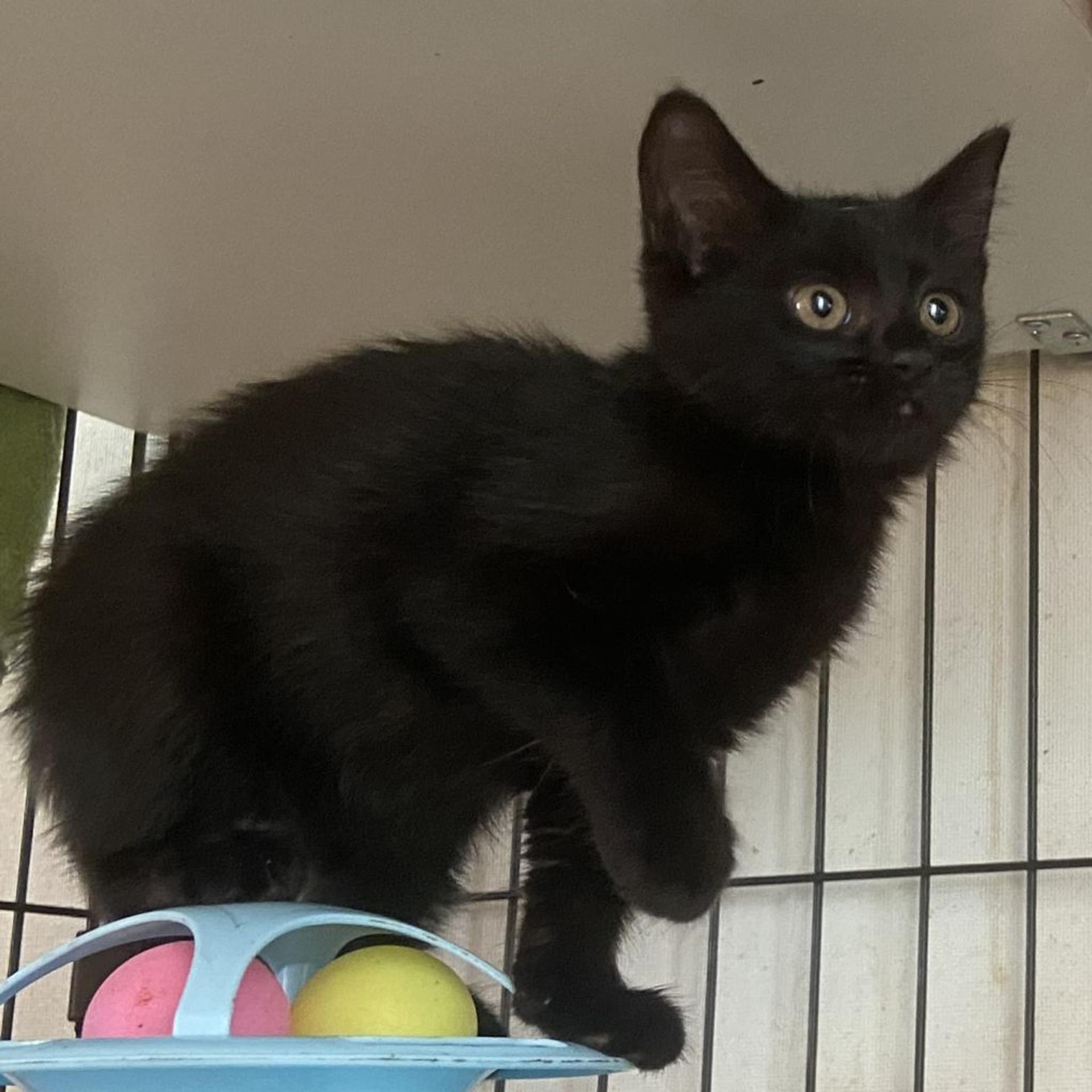 pet-image-6