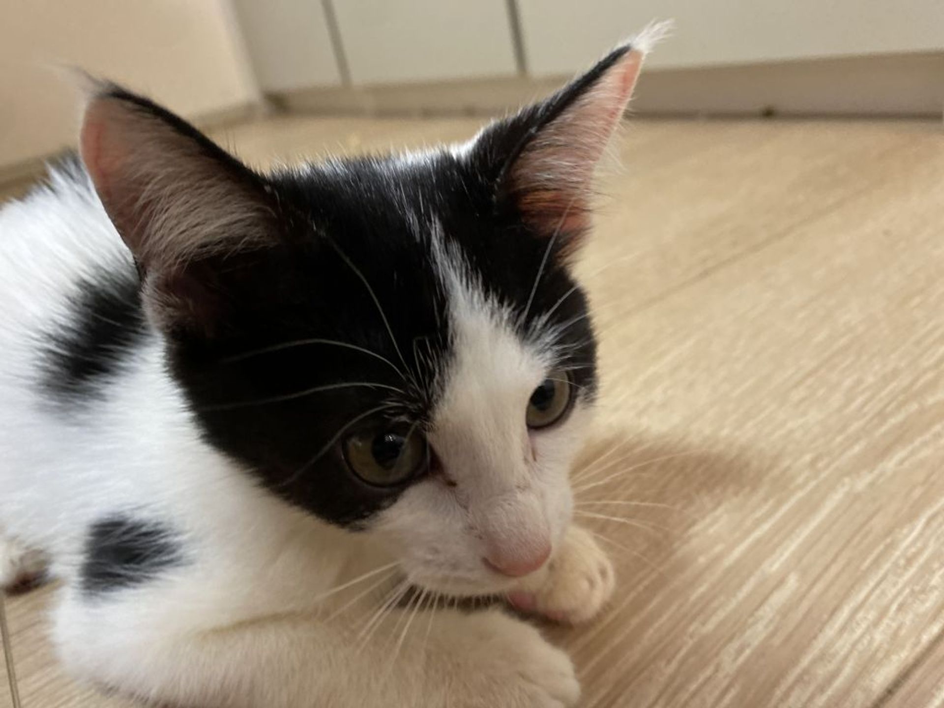 雑種（ミックス猫）・メスの里親募集の写真