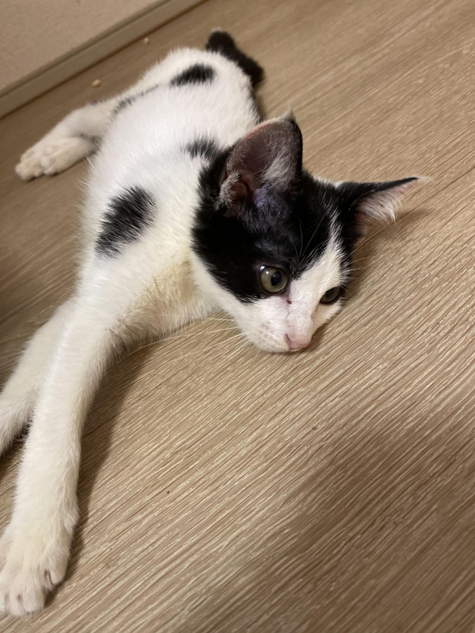 pet-image-2
