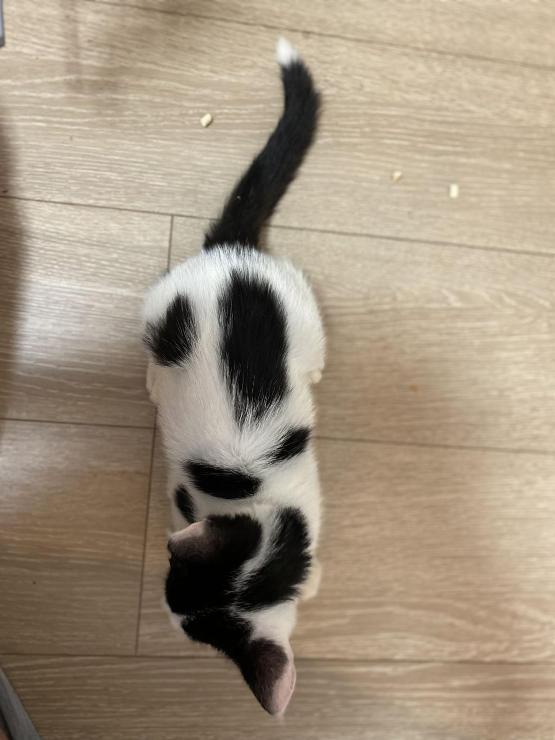 pet-image-3