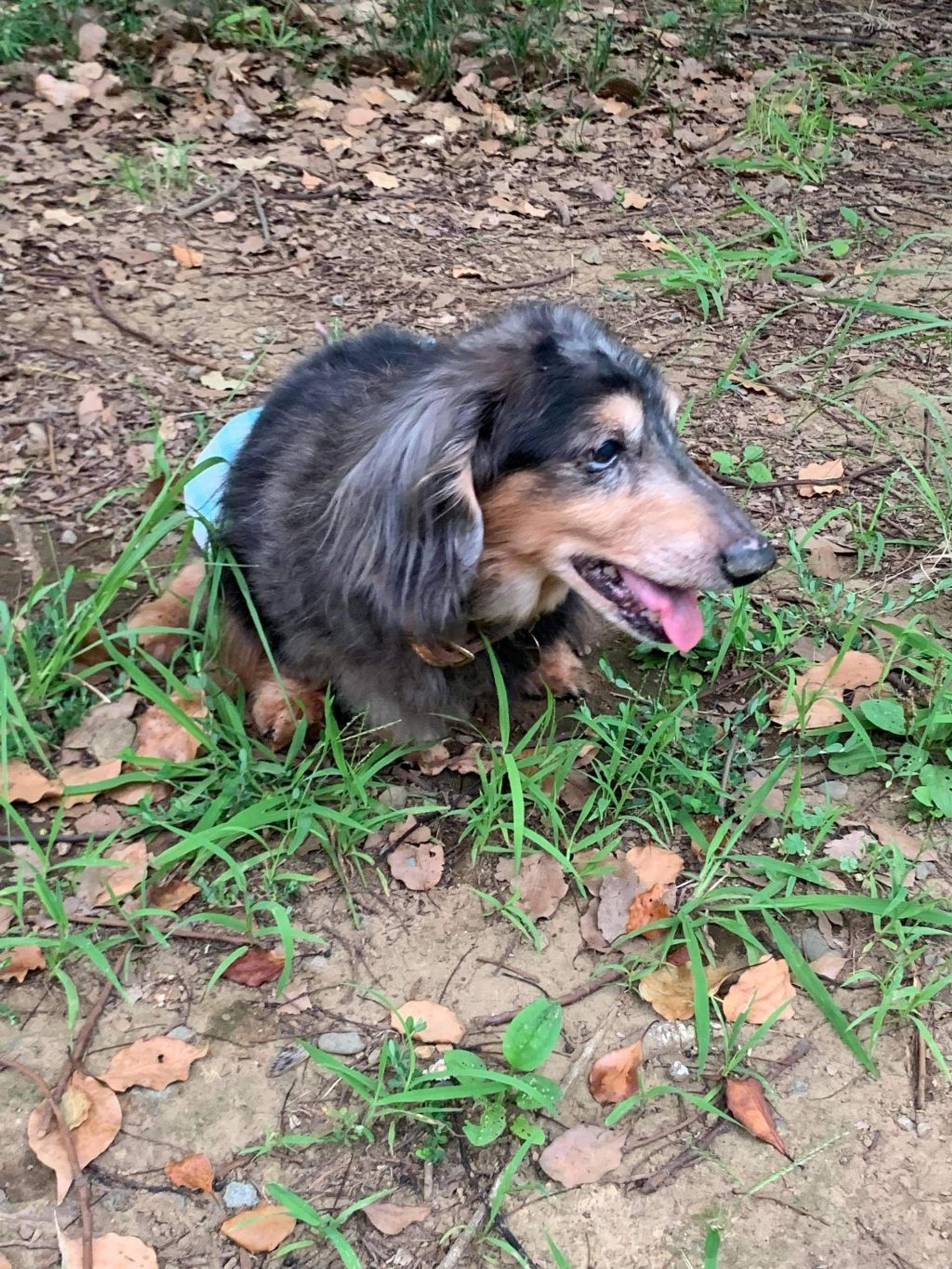 pet-image-3