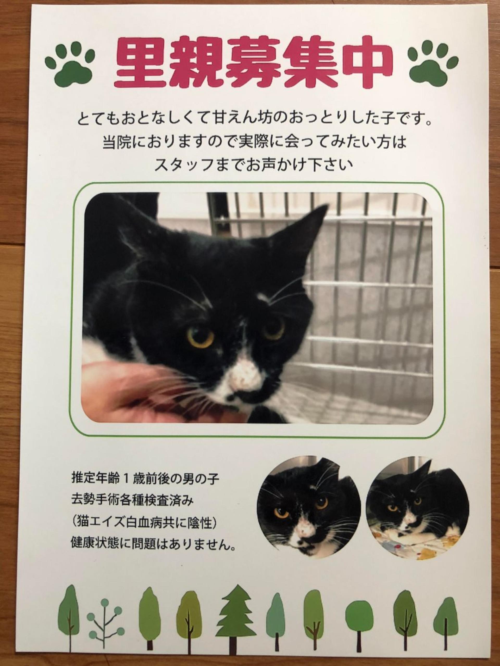 pet-image-3