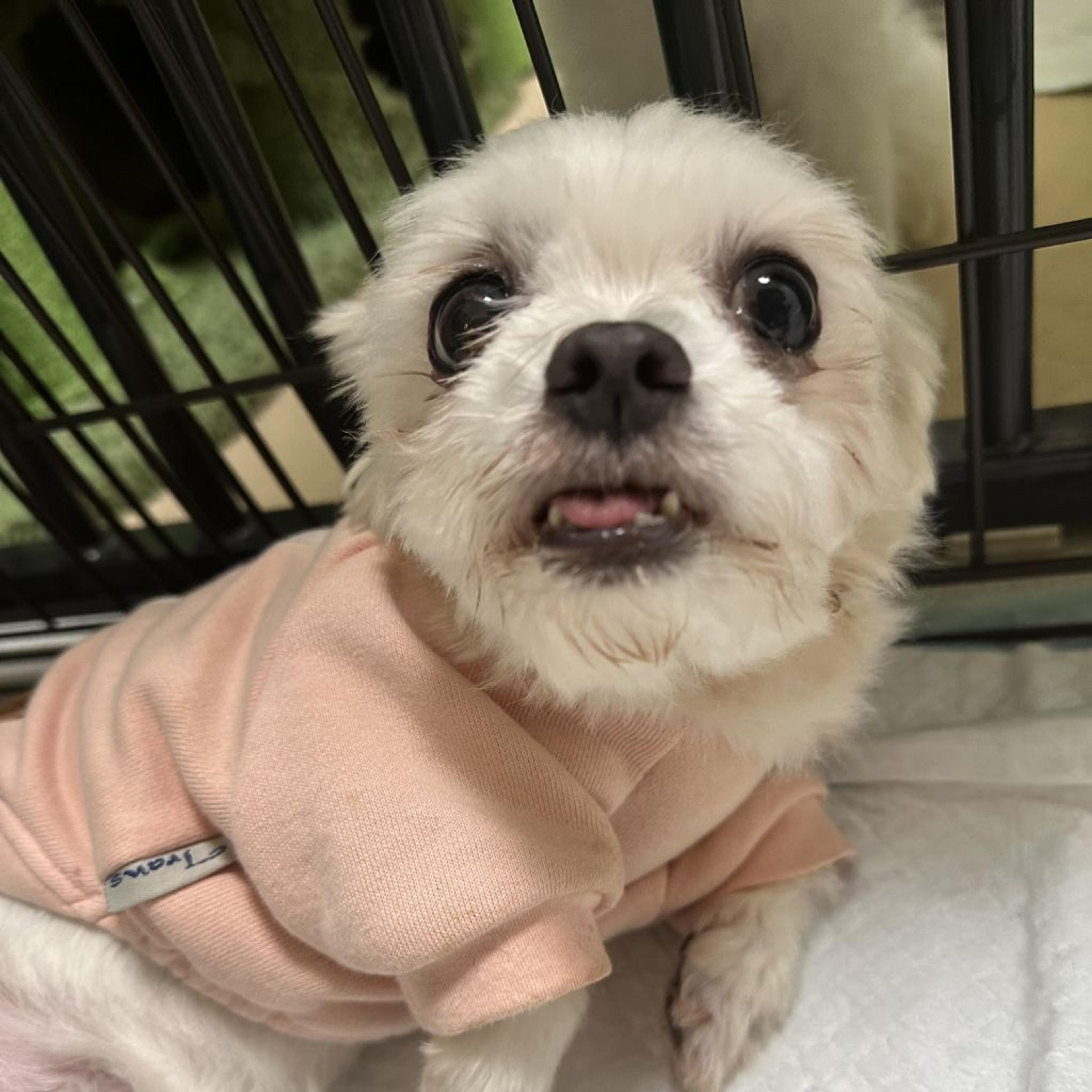 pet-image-2