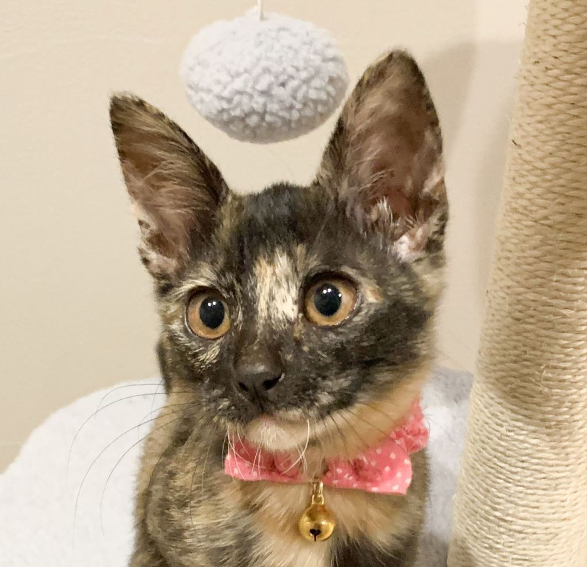 雑種（ミックス猫）・メスの里親募集の写真