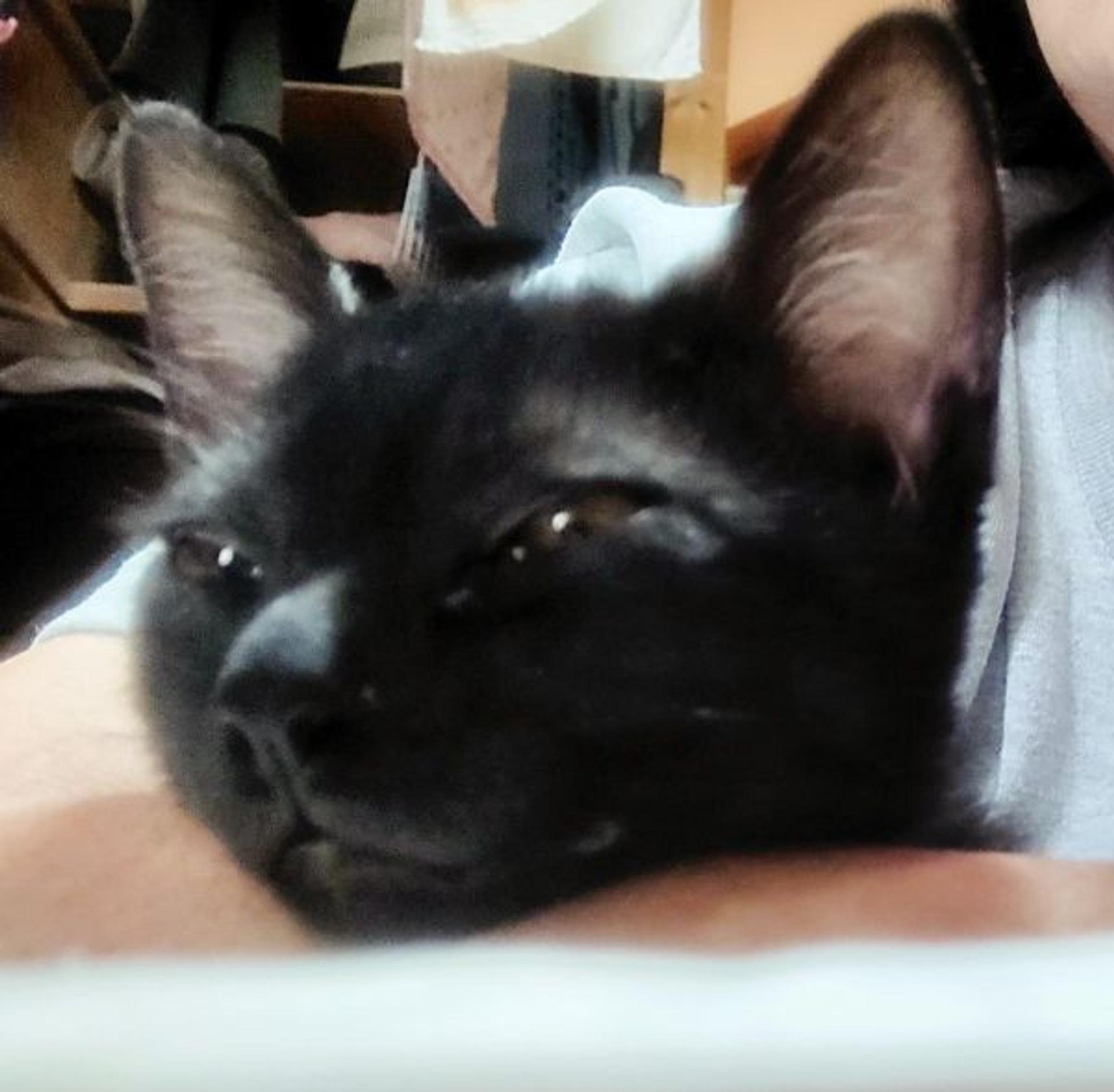 pet-image-2