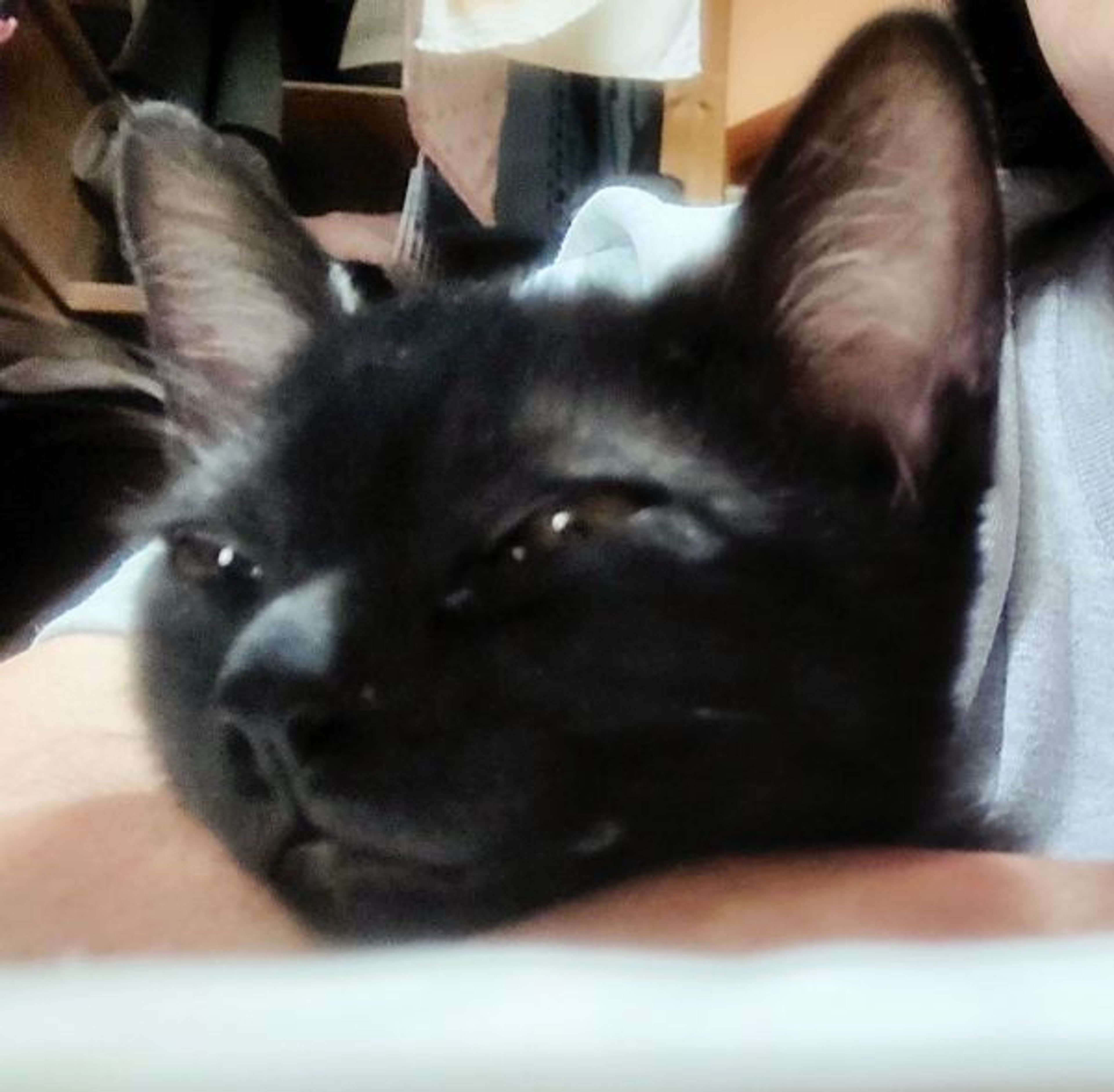 pet-image-2