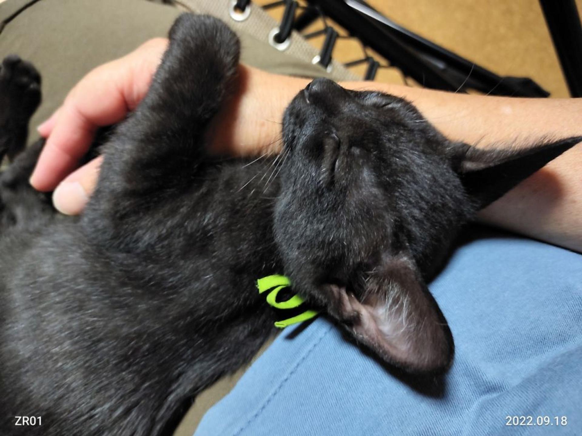 pet-image-5