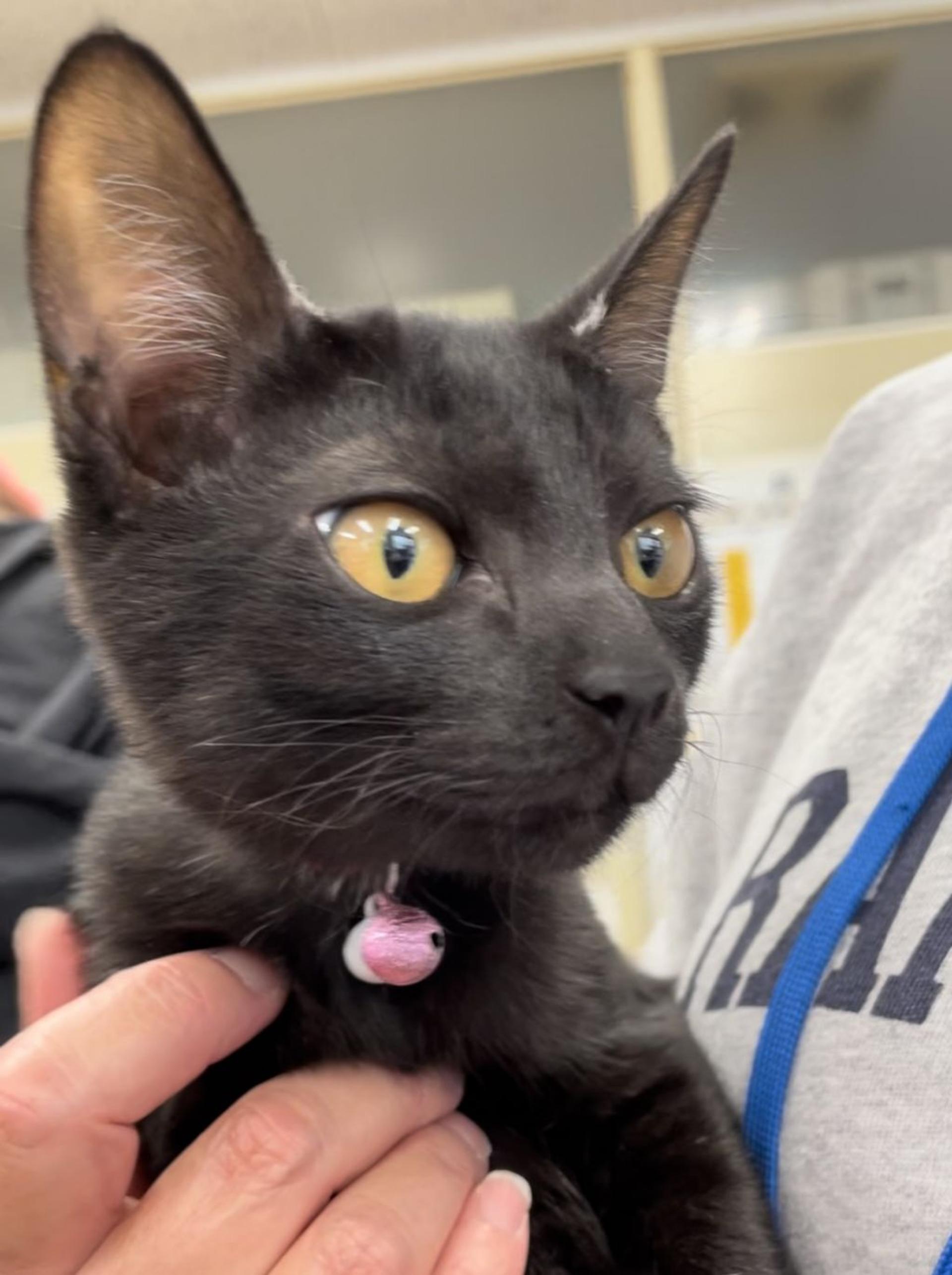 pet-image-4