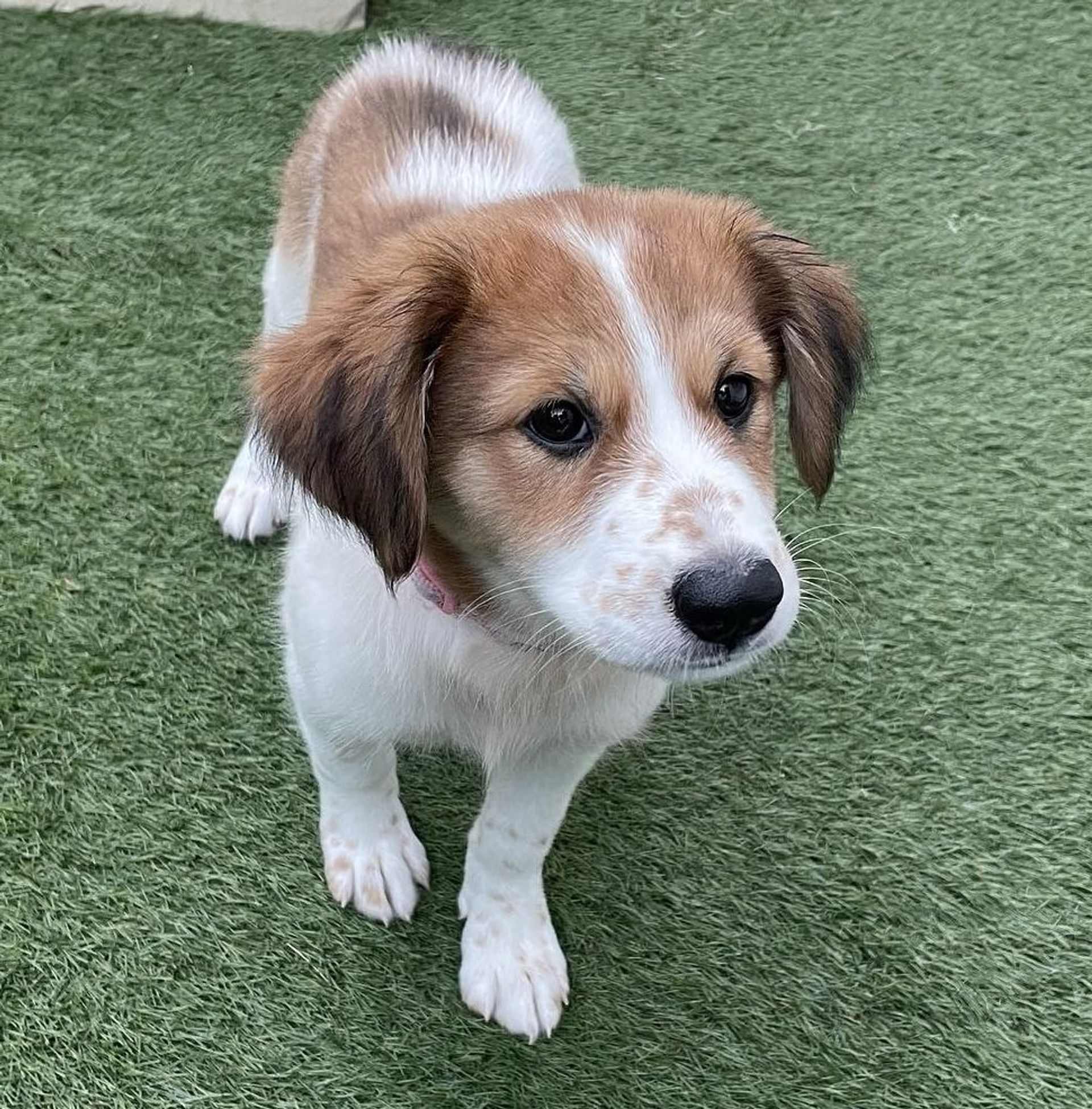 雑種（ミックス犬）・メスの里親募集の写真