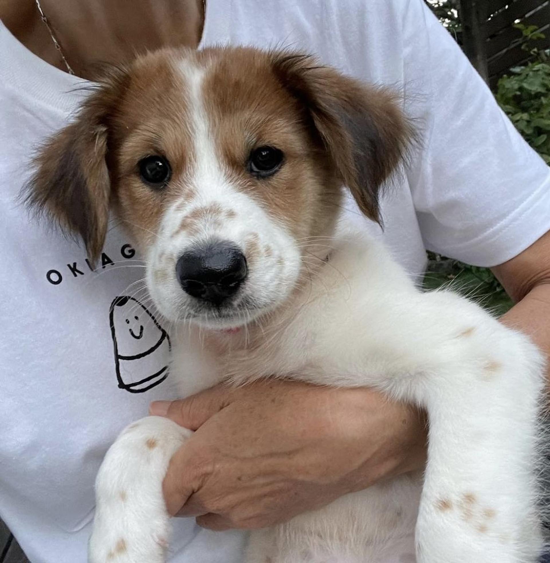 pet-image-2