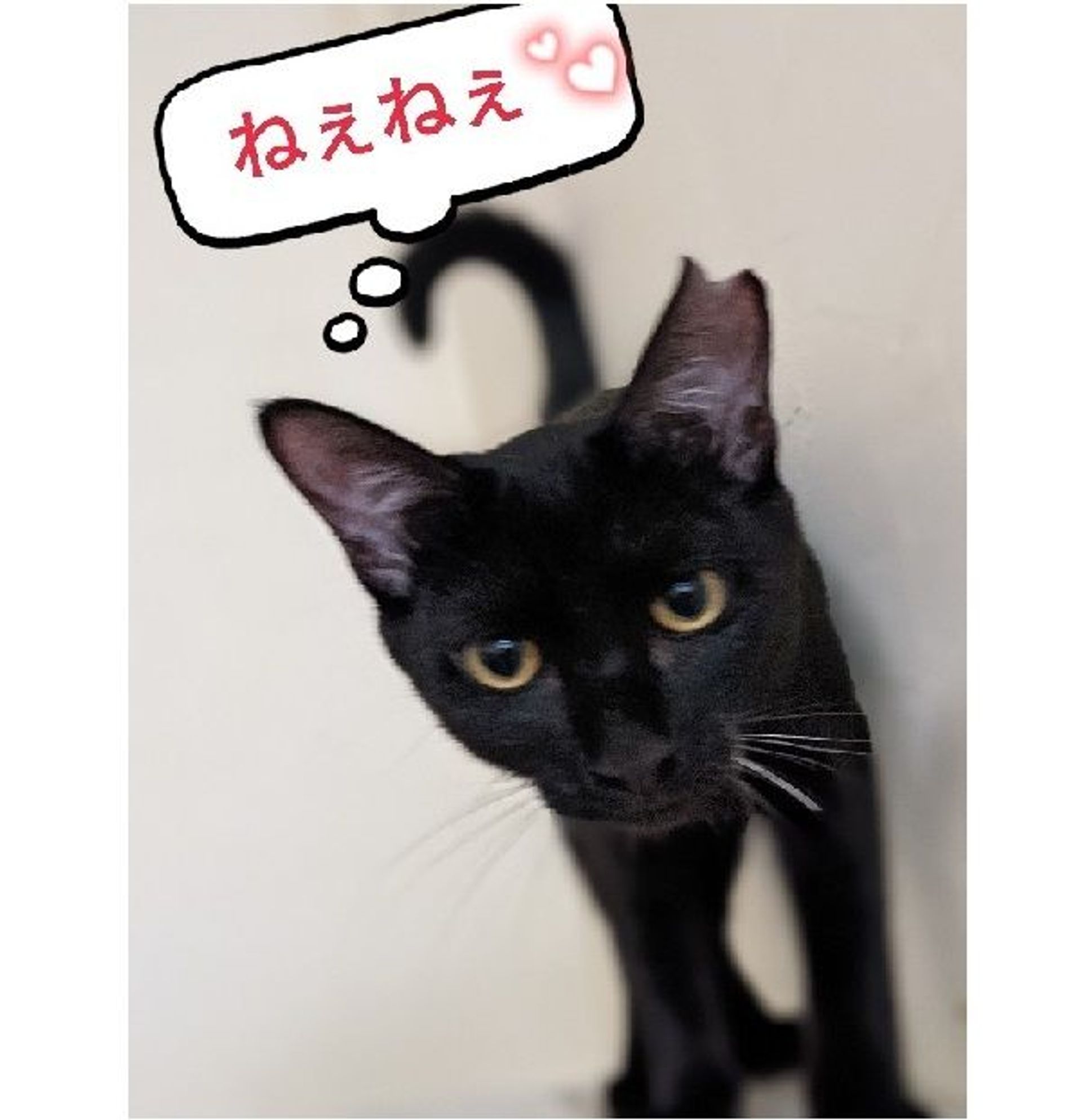 雑種（ミックス猫）・メスの里親募集の写真