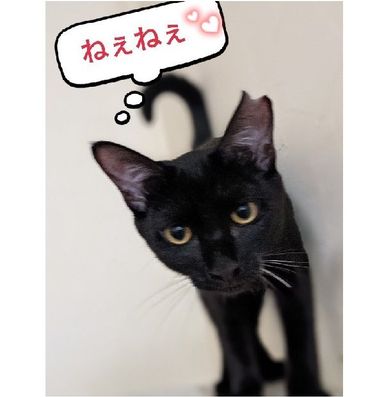 葵ちゃん