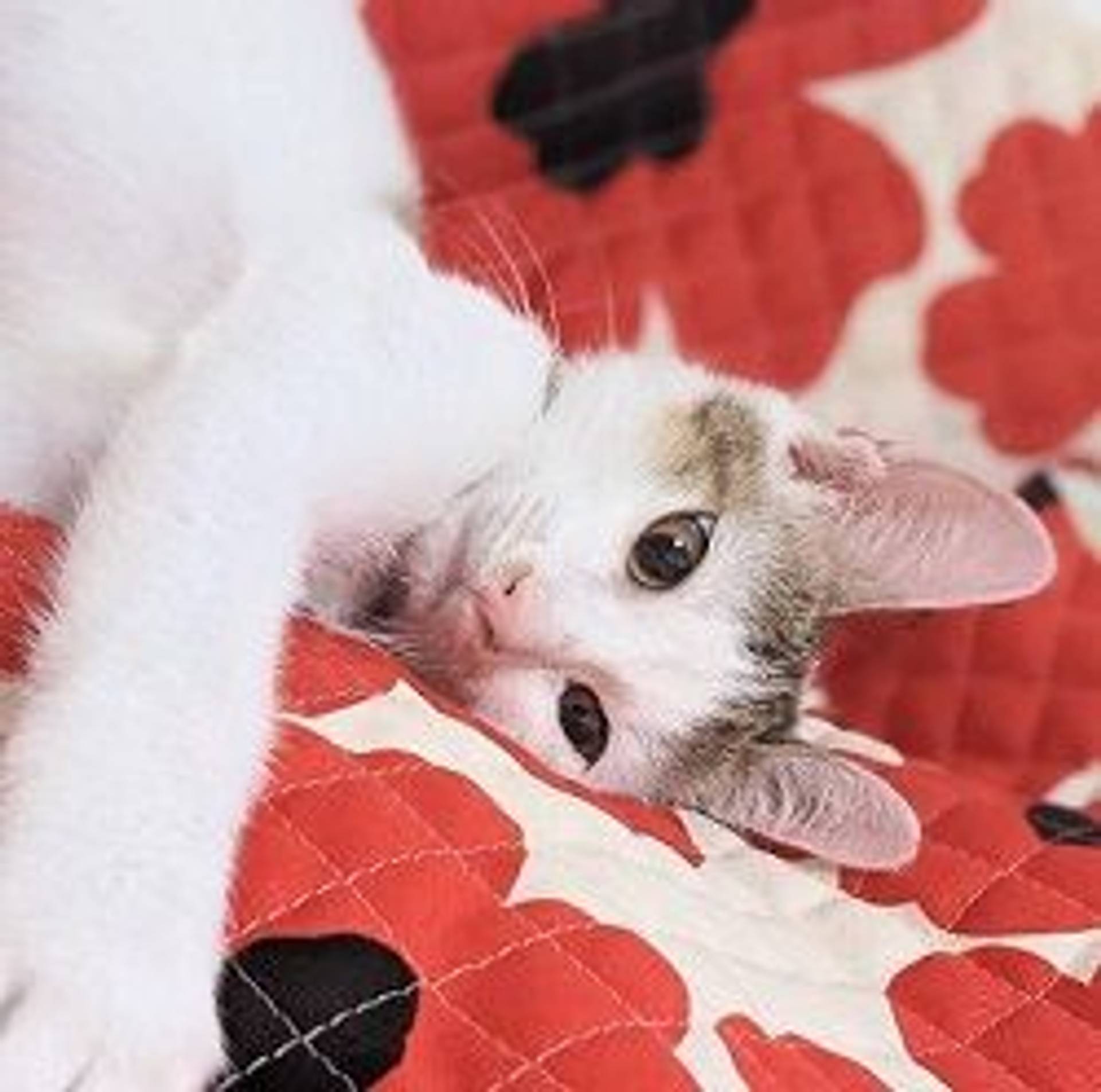 雑種（ミックス猫）・オスの里親募集の写真
