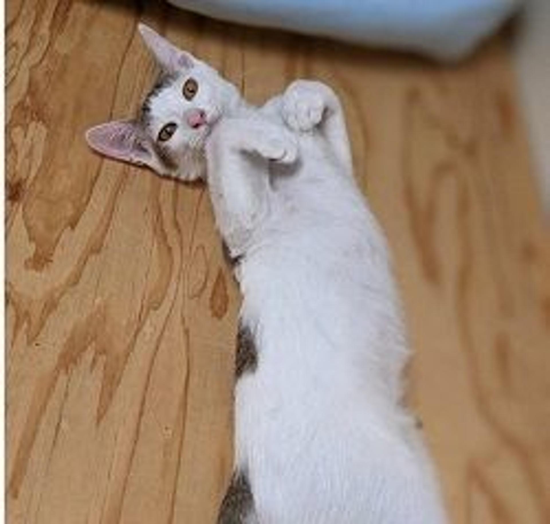 pet-image-2