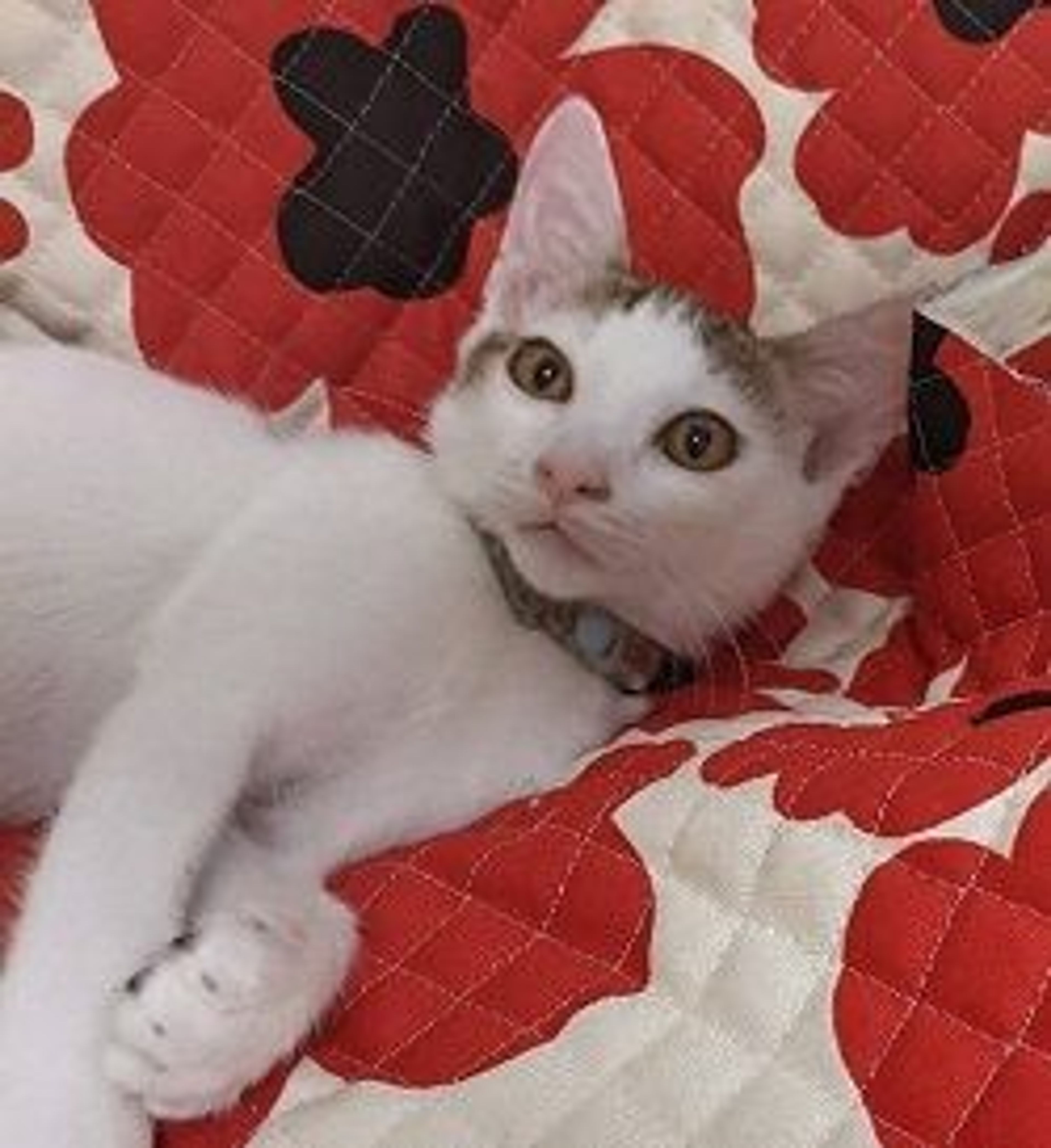 pet-image-3