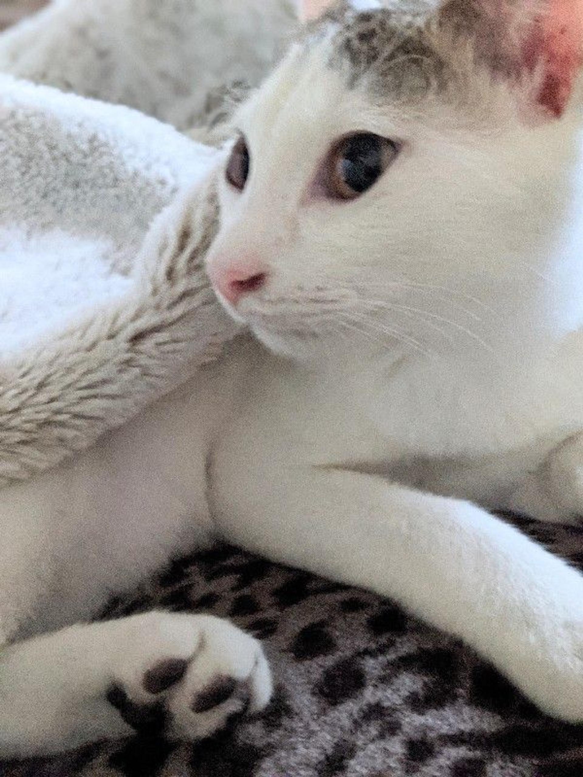 pet-image-4