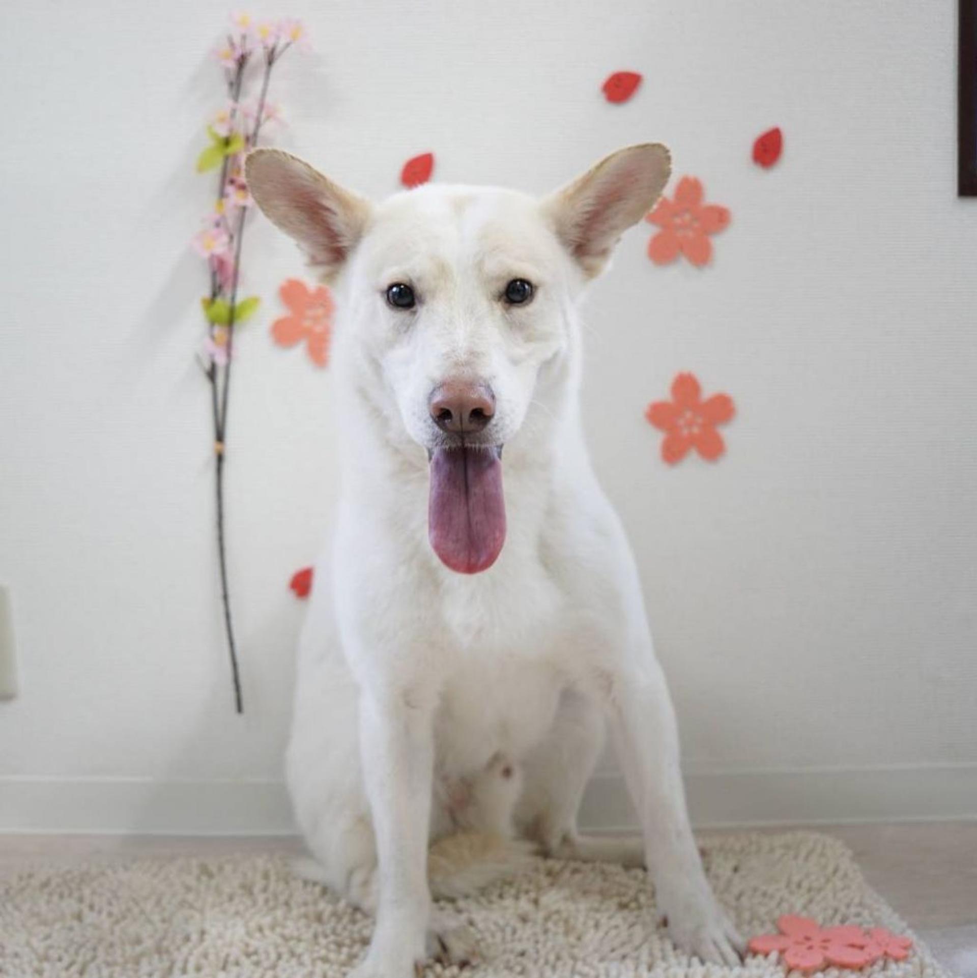 pet-image-2