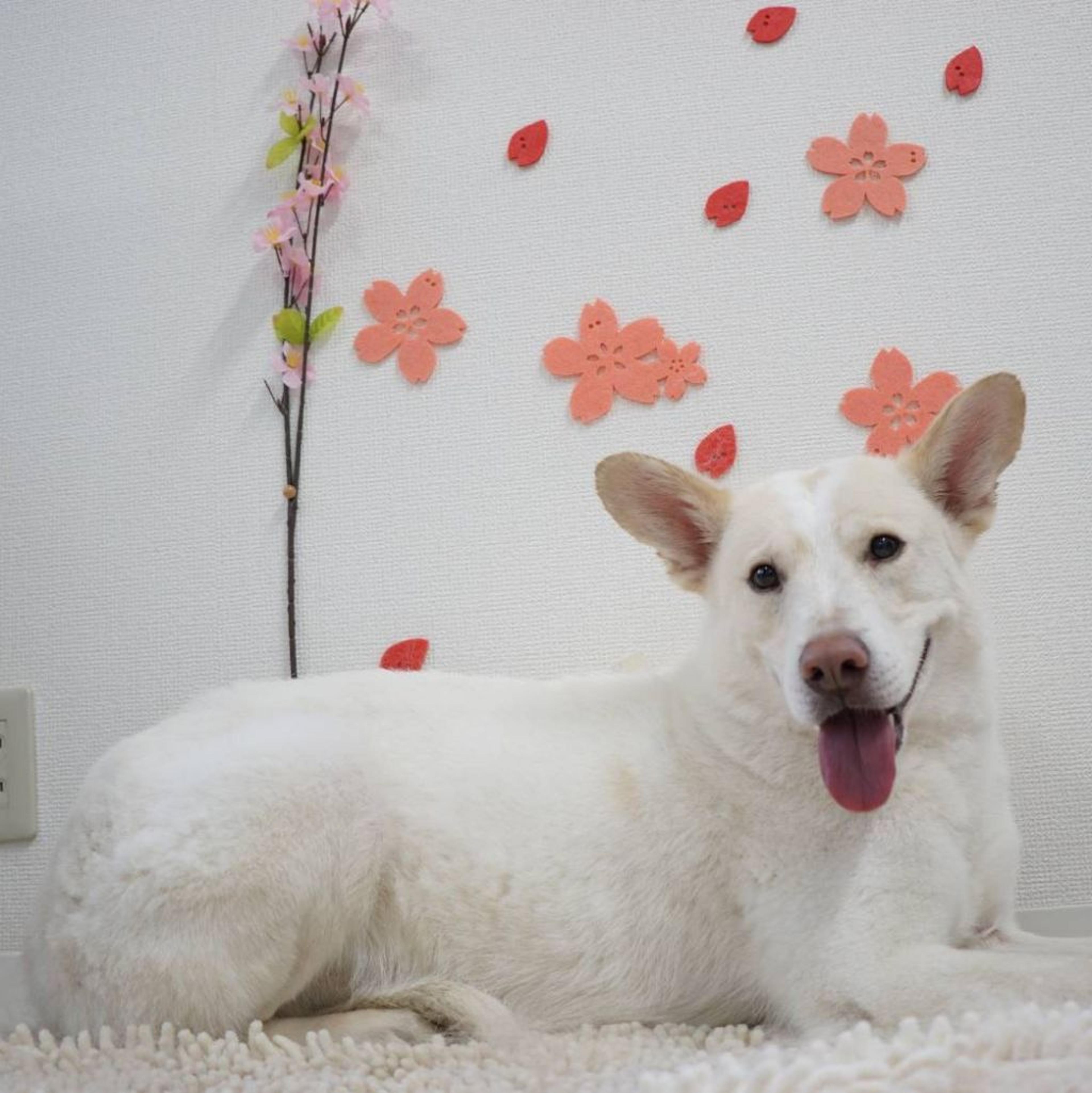 pet-image-4