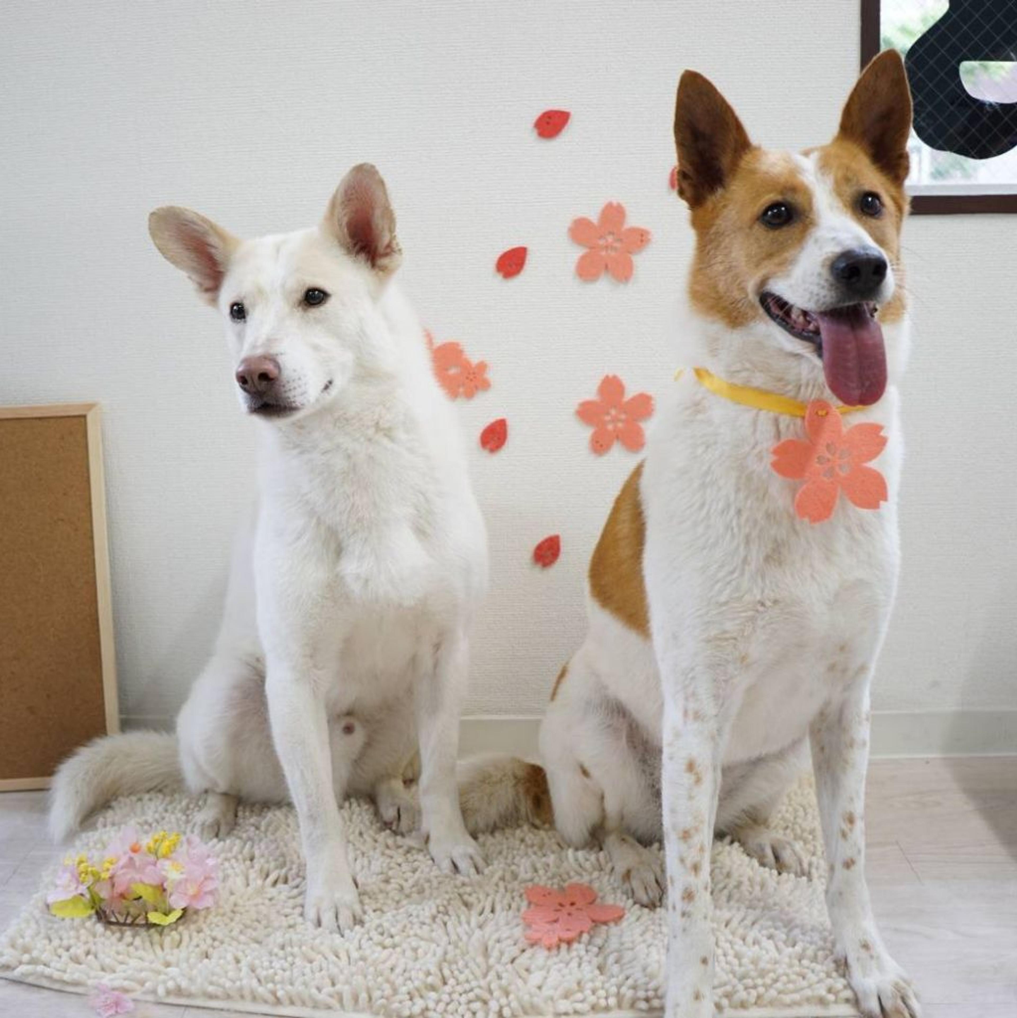 pet-image-6