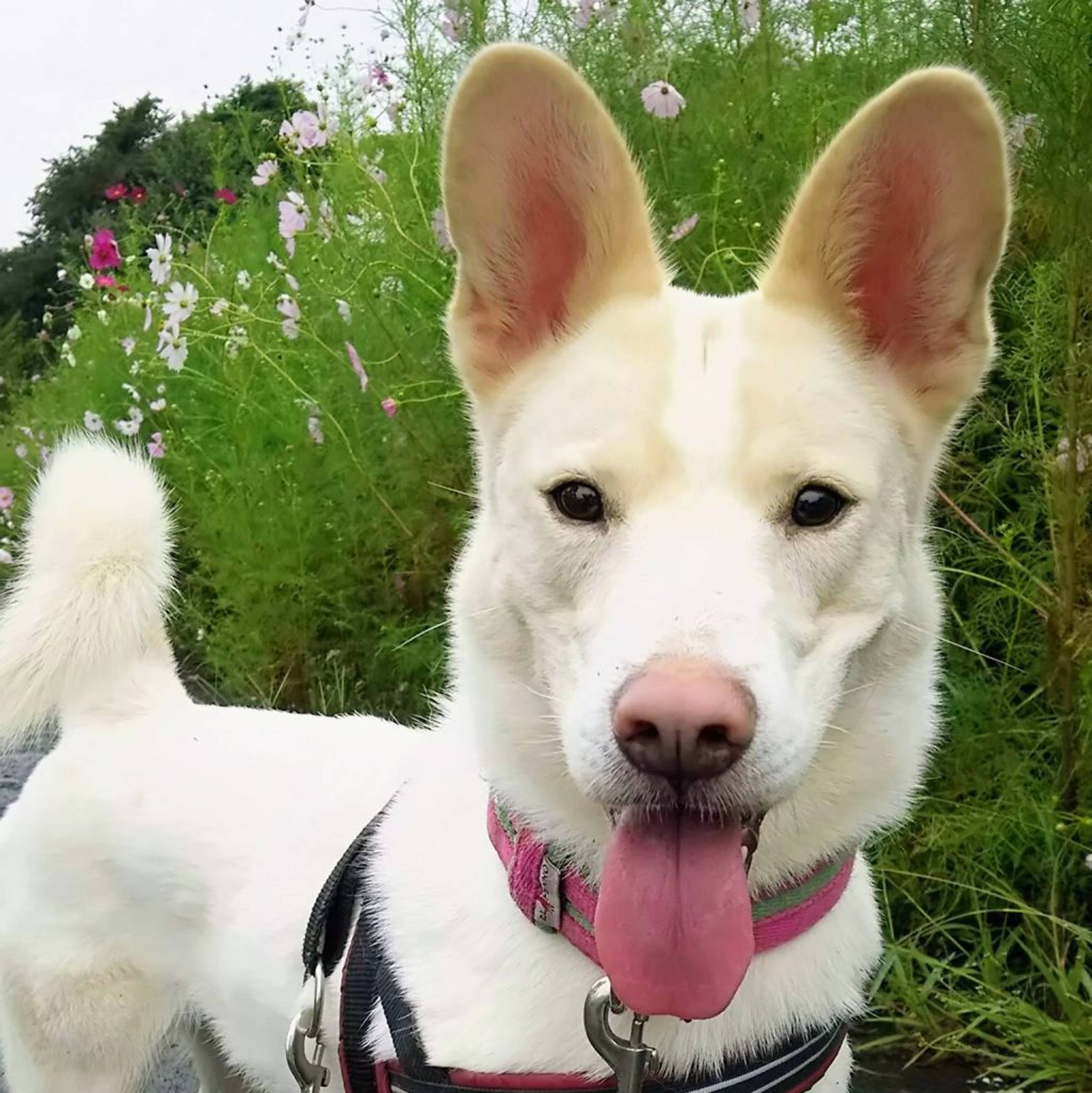 雑種（ミックス犬）・オスの里親募集の写真
