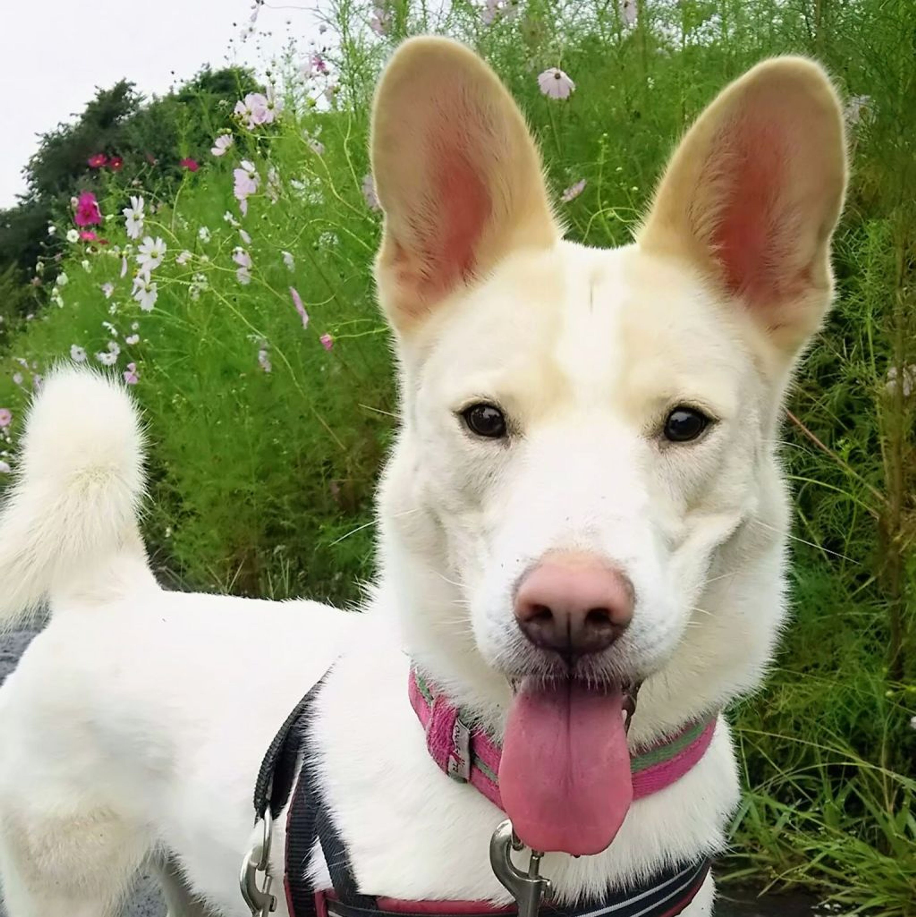 雑種（ミックス犬）・オスの里親募集の写真