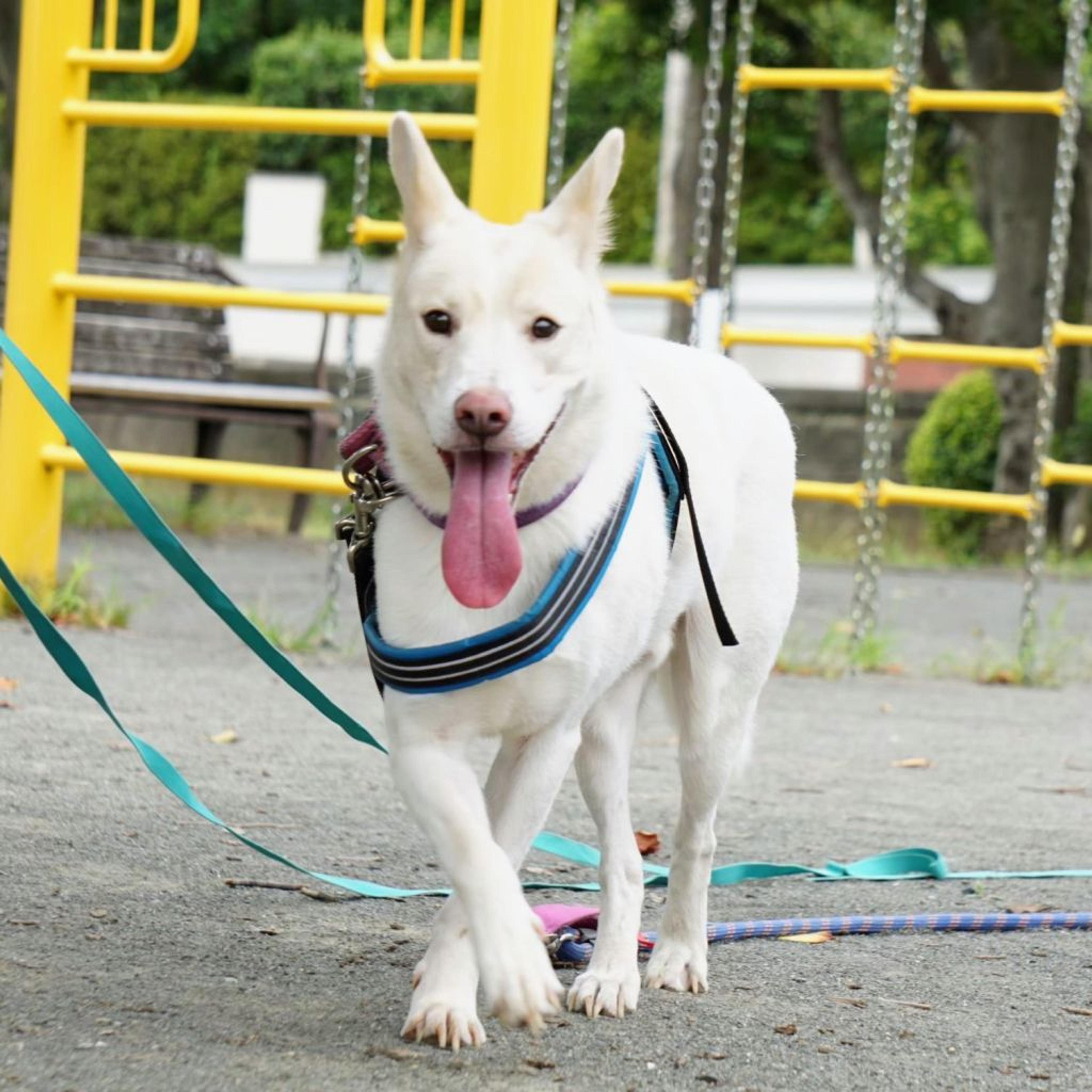 pet-image-3