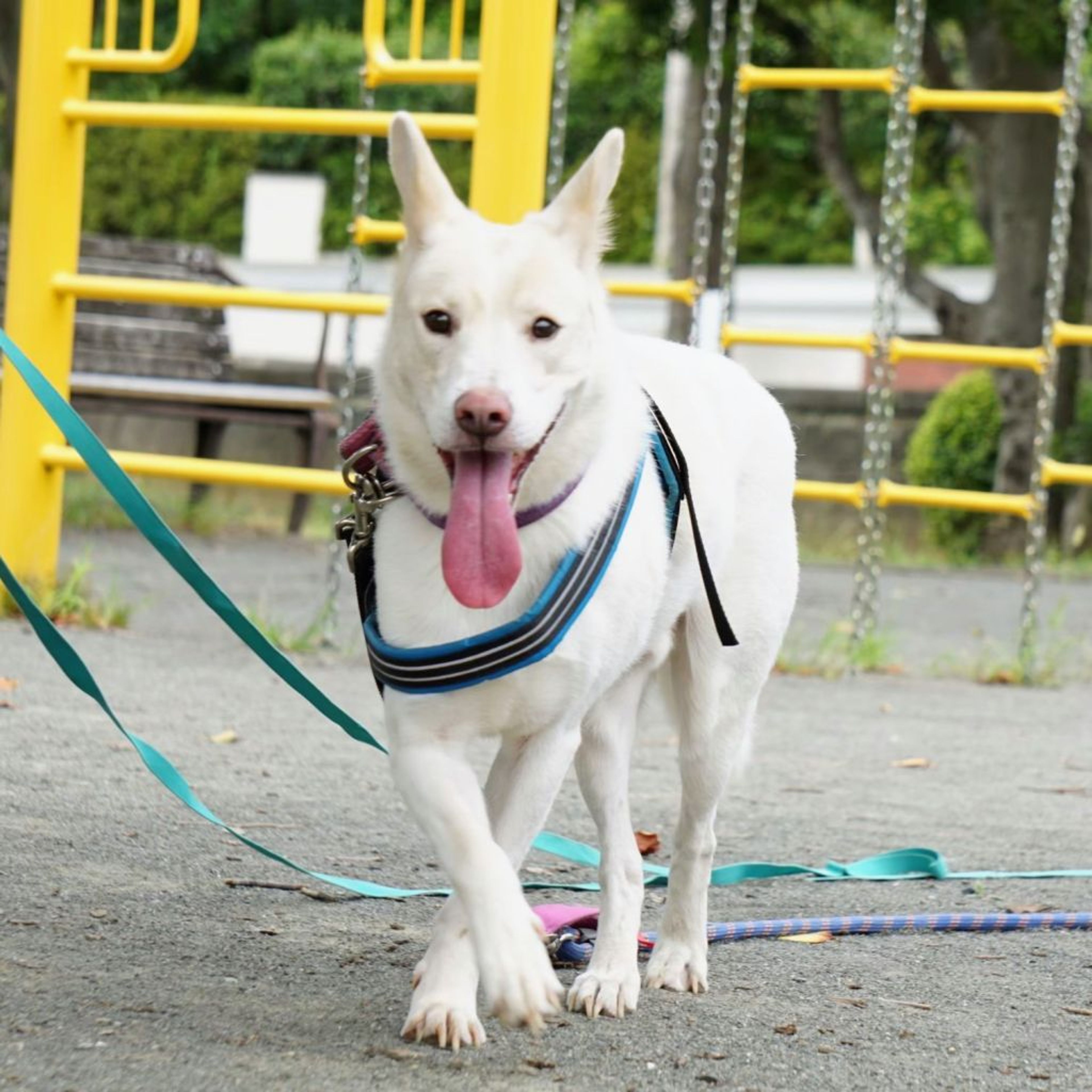 pet-image-3