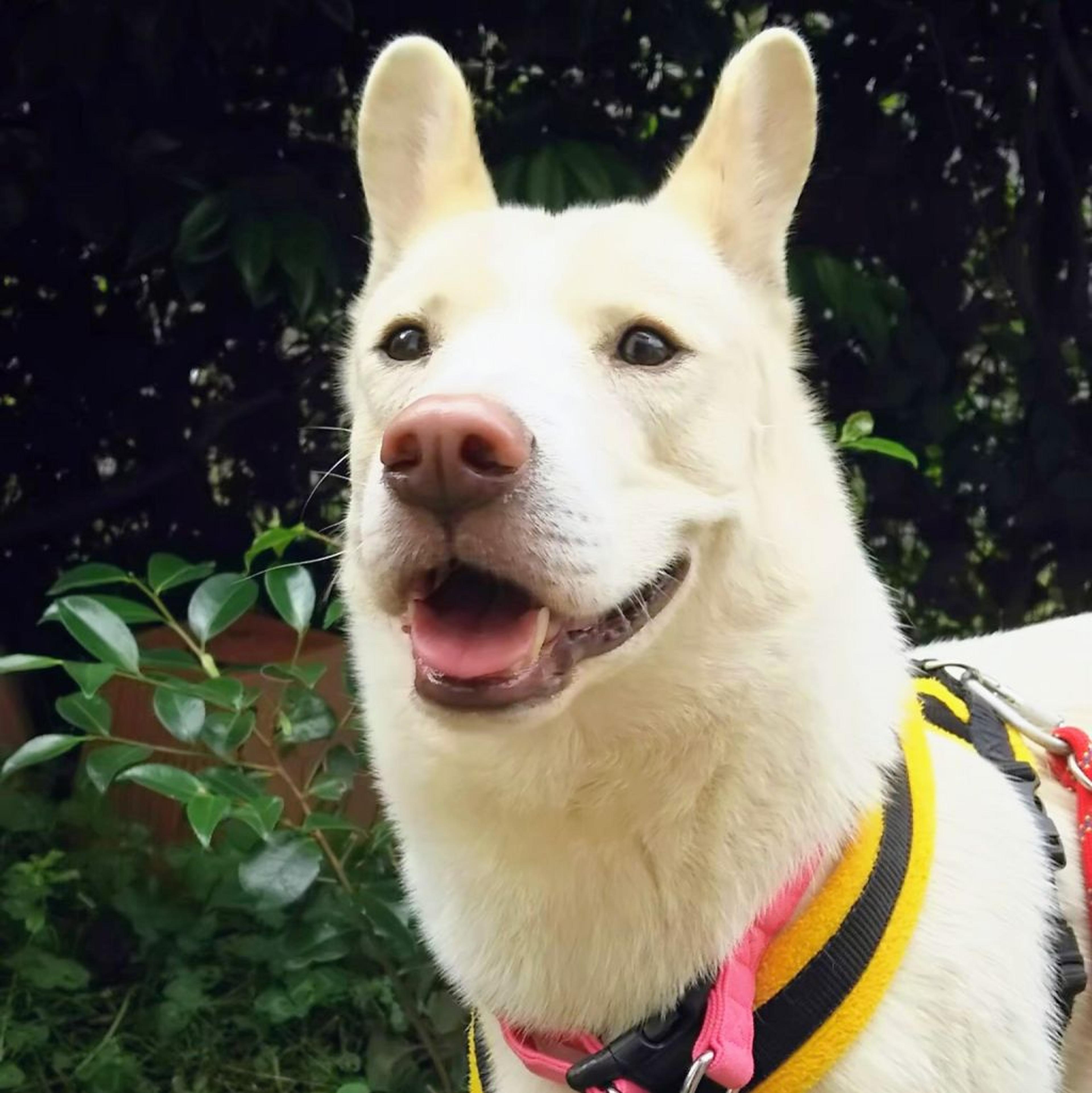 pet-image-5