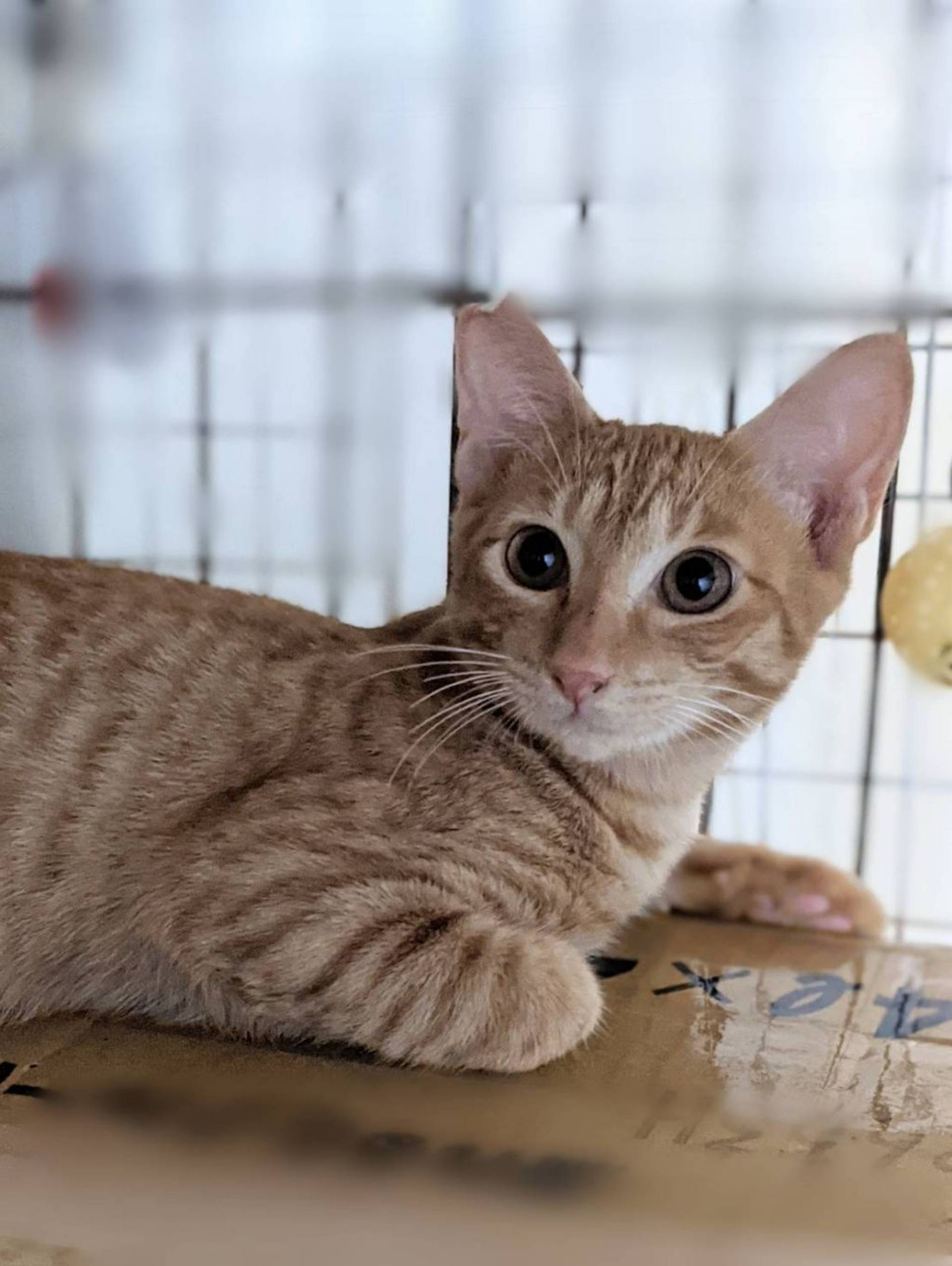 雑種（ミックス猫）・オスの里親募集の写真