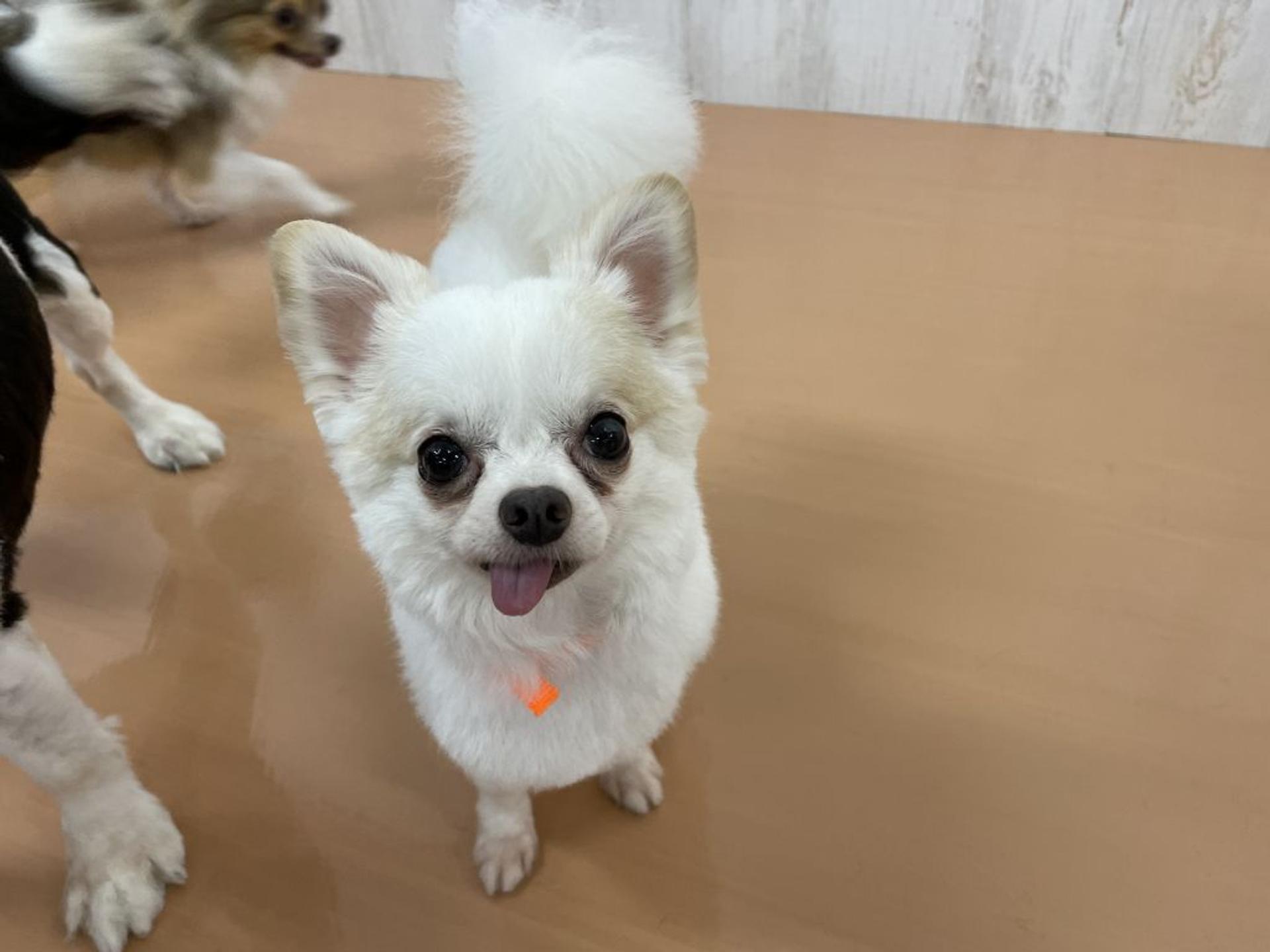 pet-image-2