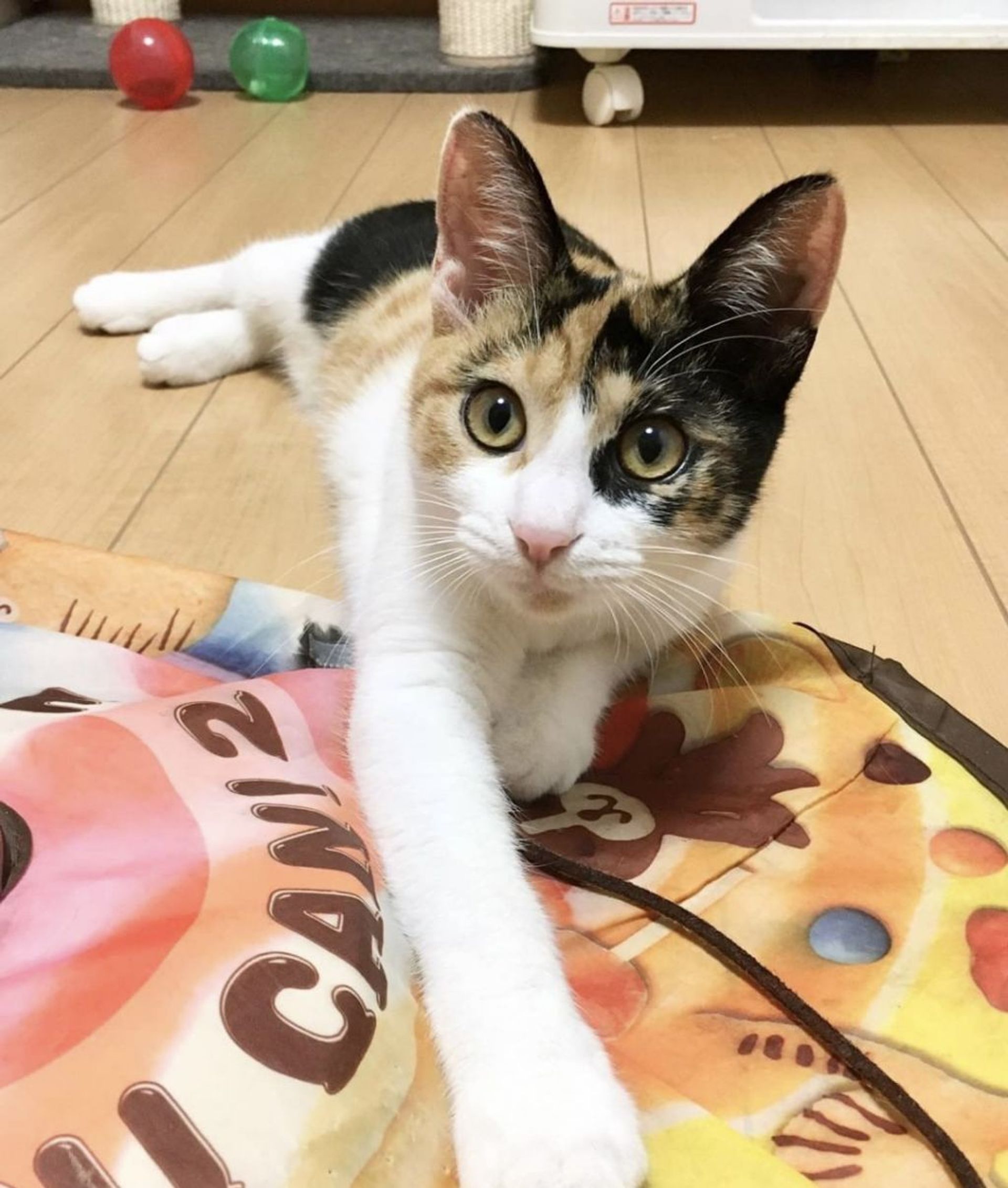 雑種（ミックス猫）・メスの里親募集の写真