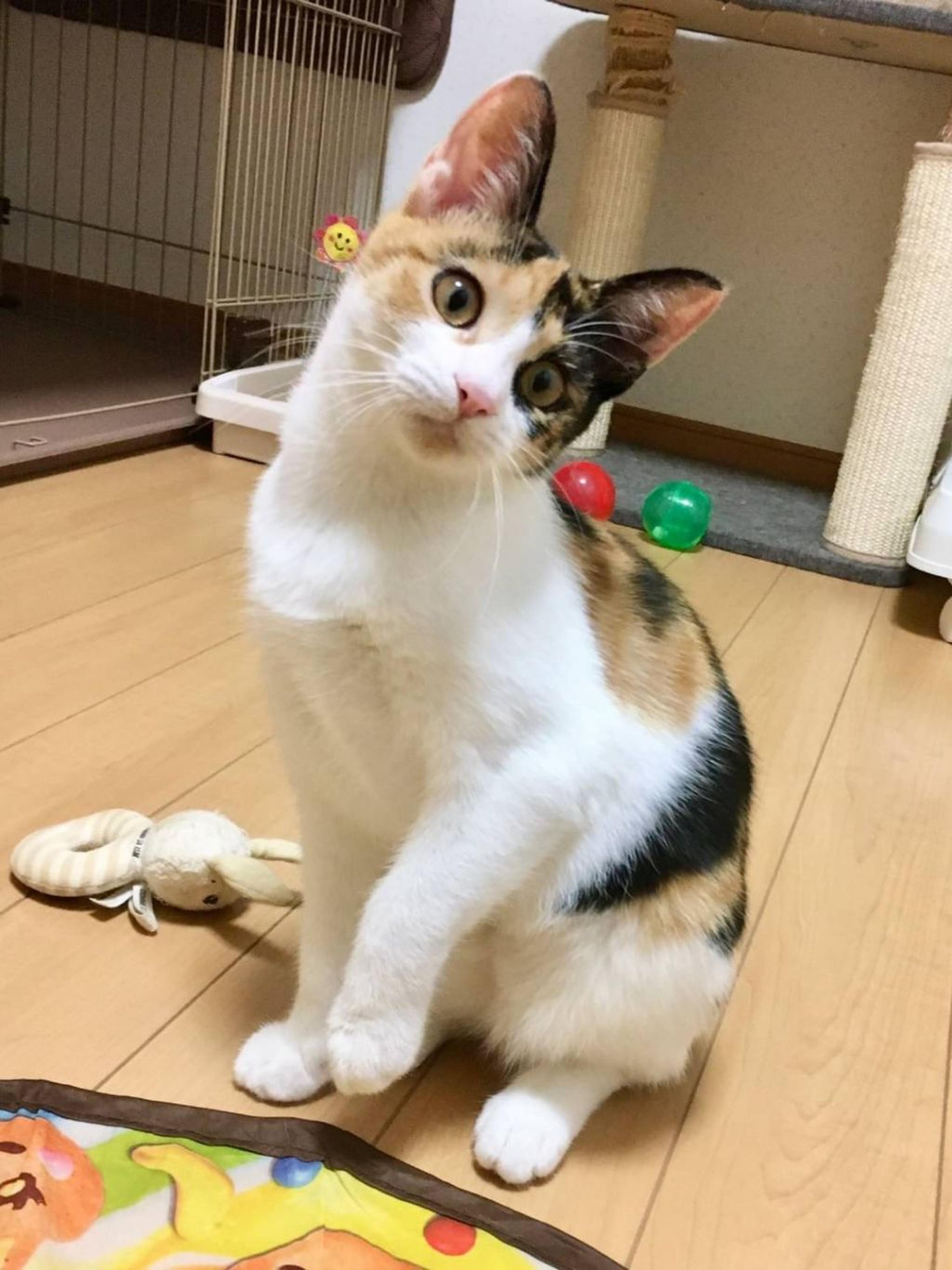 pet-image-2